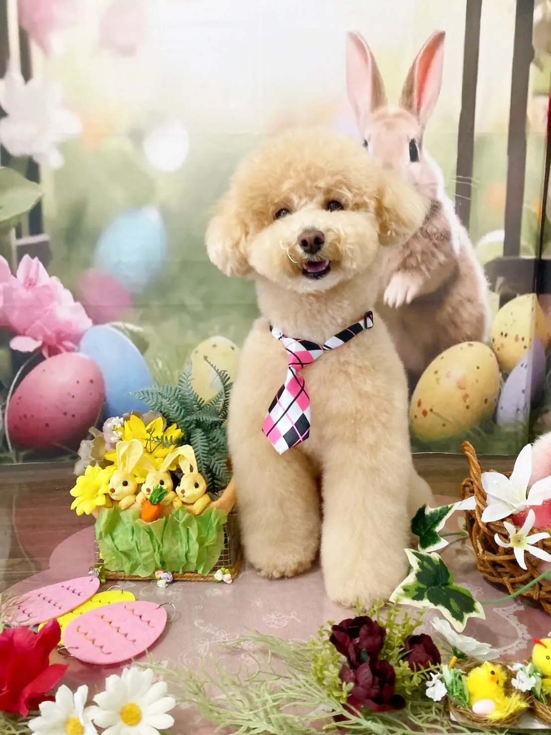 トリミングのセットメニューをご利用頂いたわんこたちです🎶