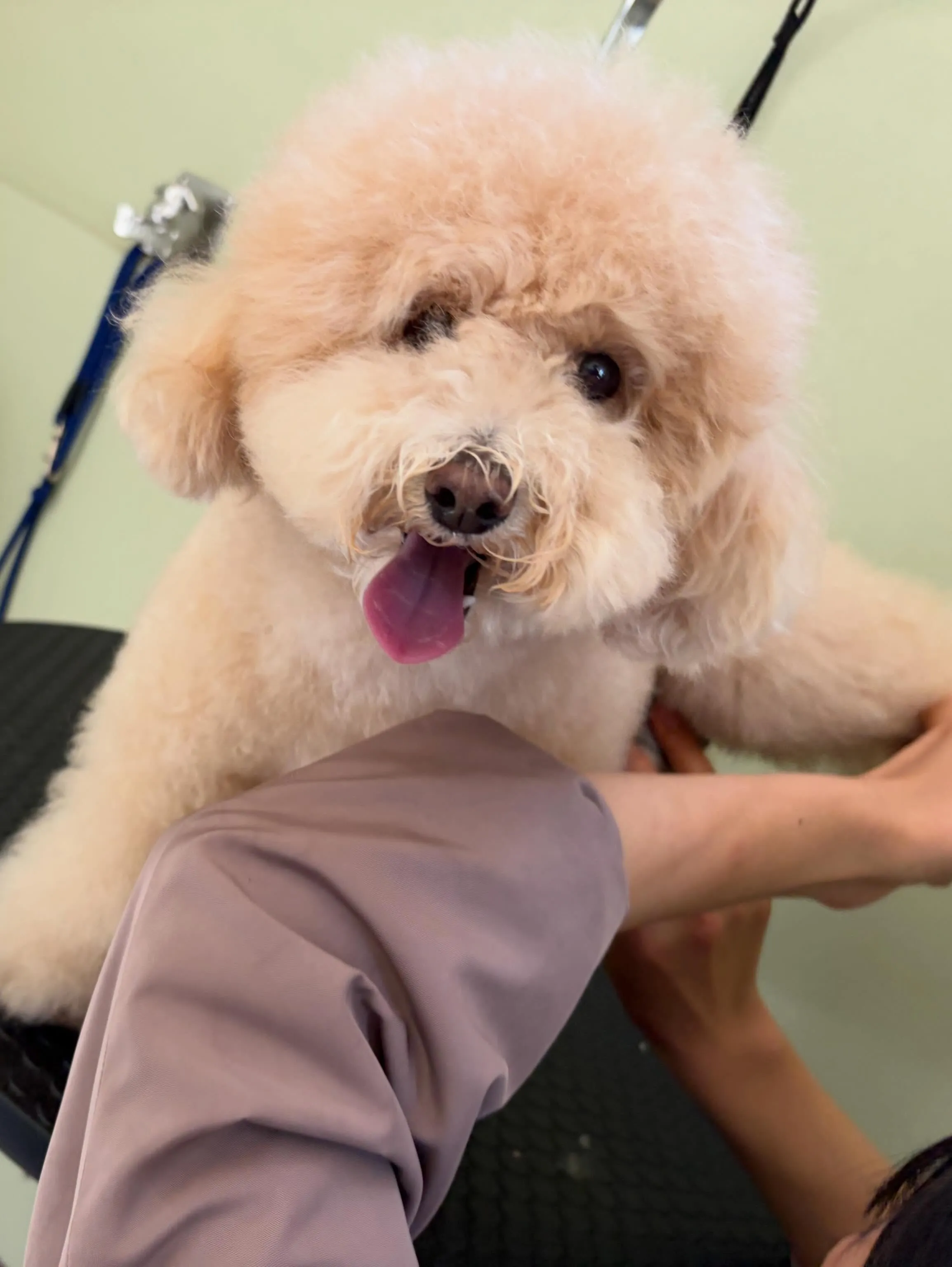 トリミングのセットメニューをご利用頂いたわんこたちです🎶