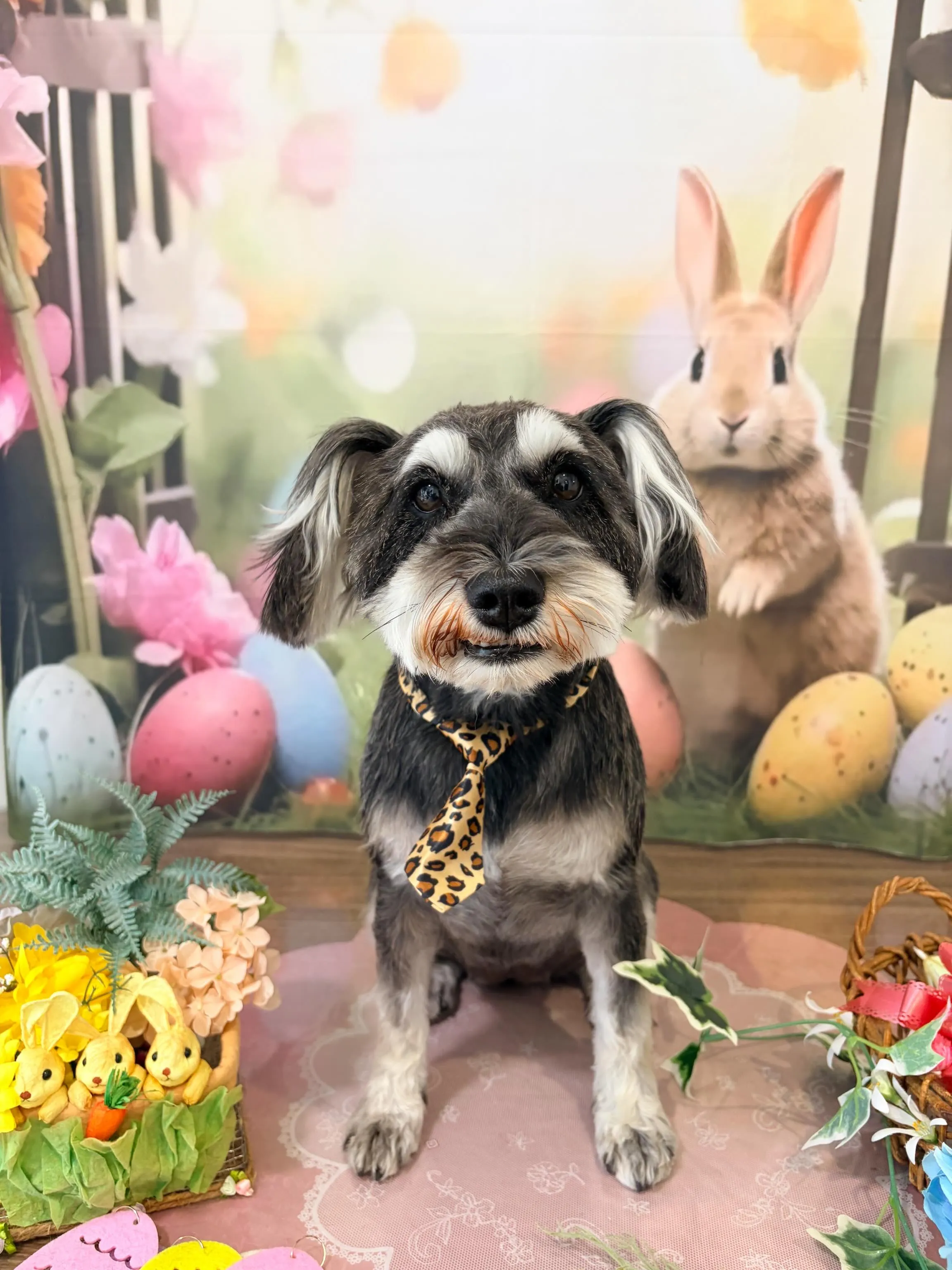 トリミングのセットメニューをご利用頂いたわんこたちです🎶