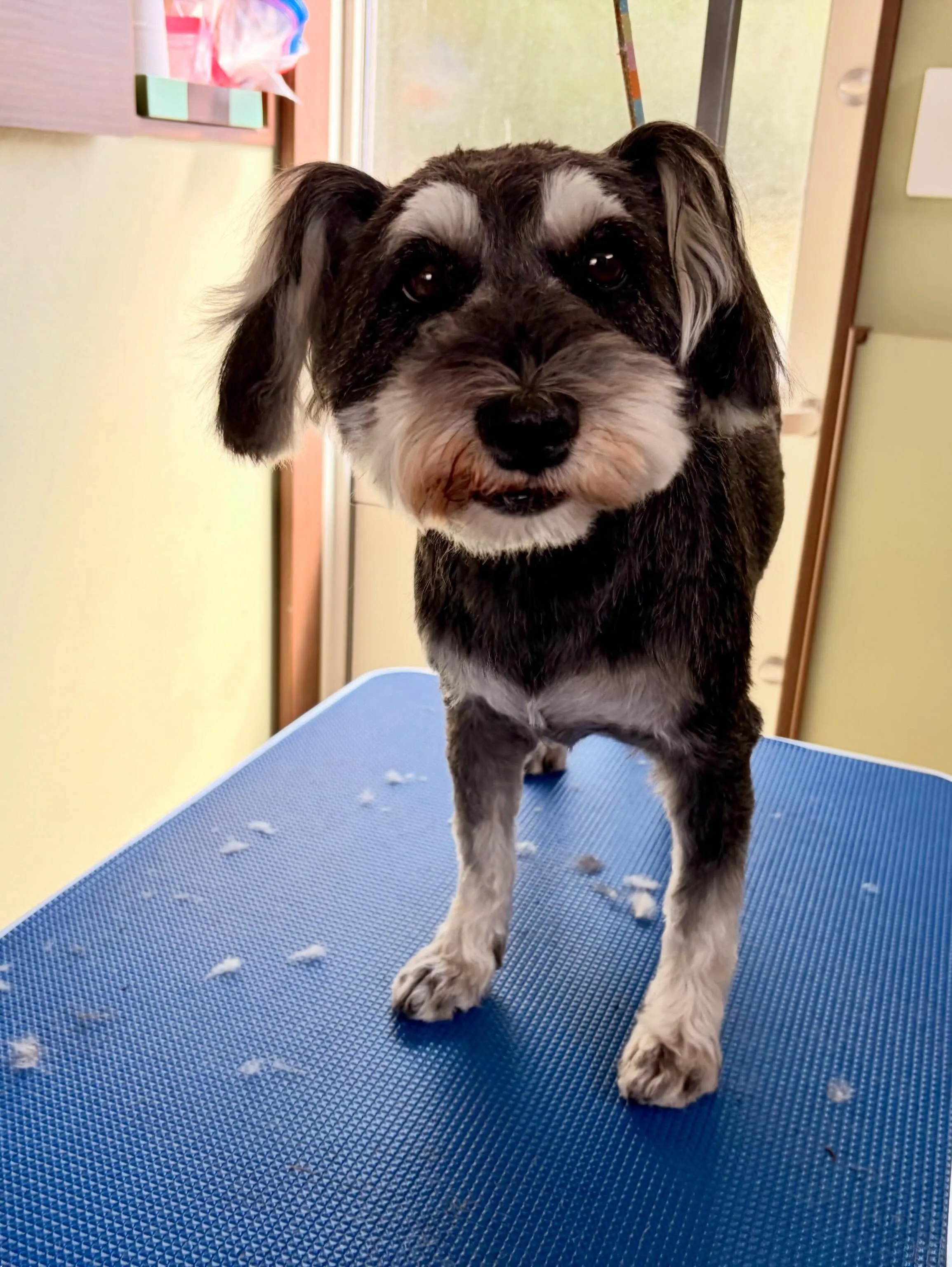 トリミングのセットメニューをご利用頂いたわんこたちです🎶