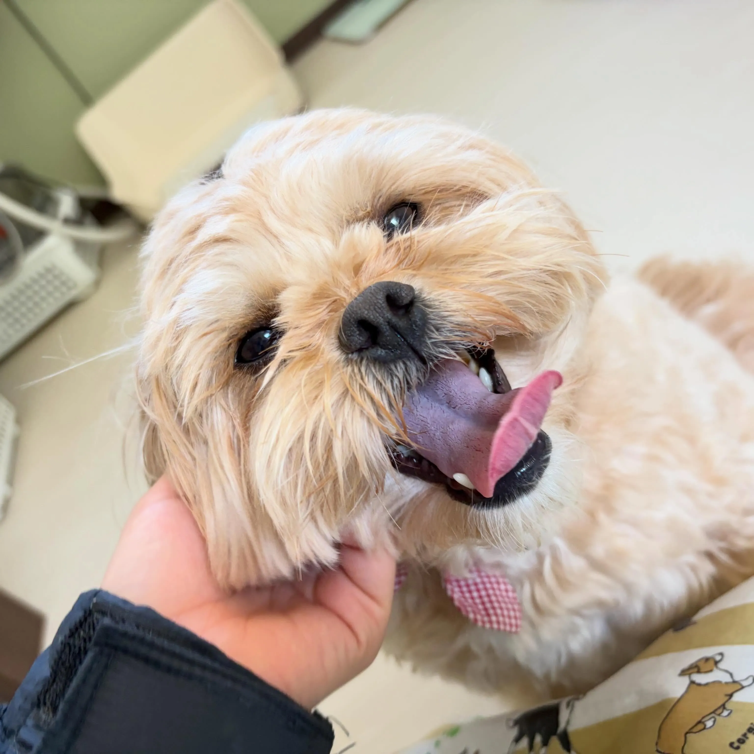 入会してくれたモコちゃんです💕