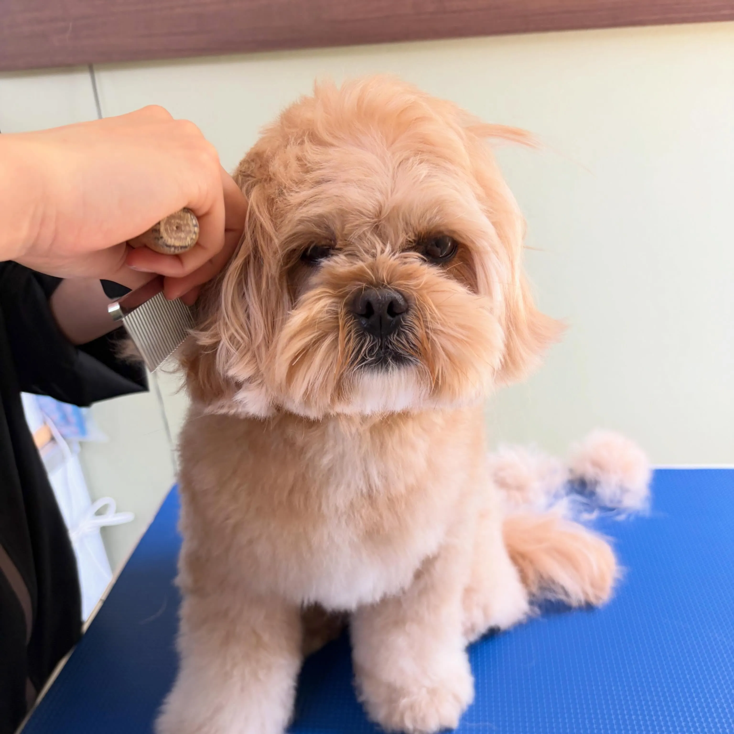 入会してくれたモコちゃんです💕