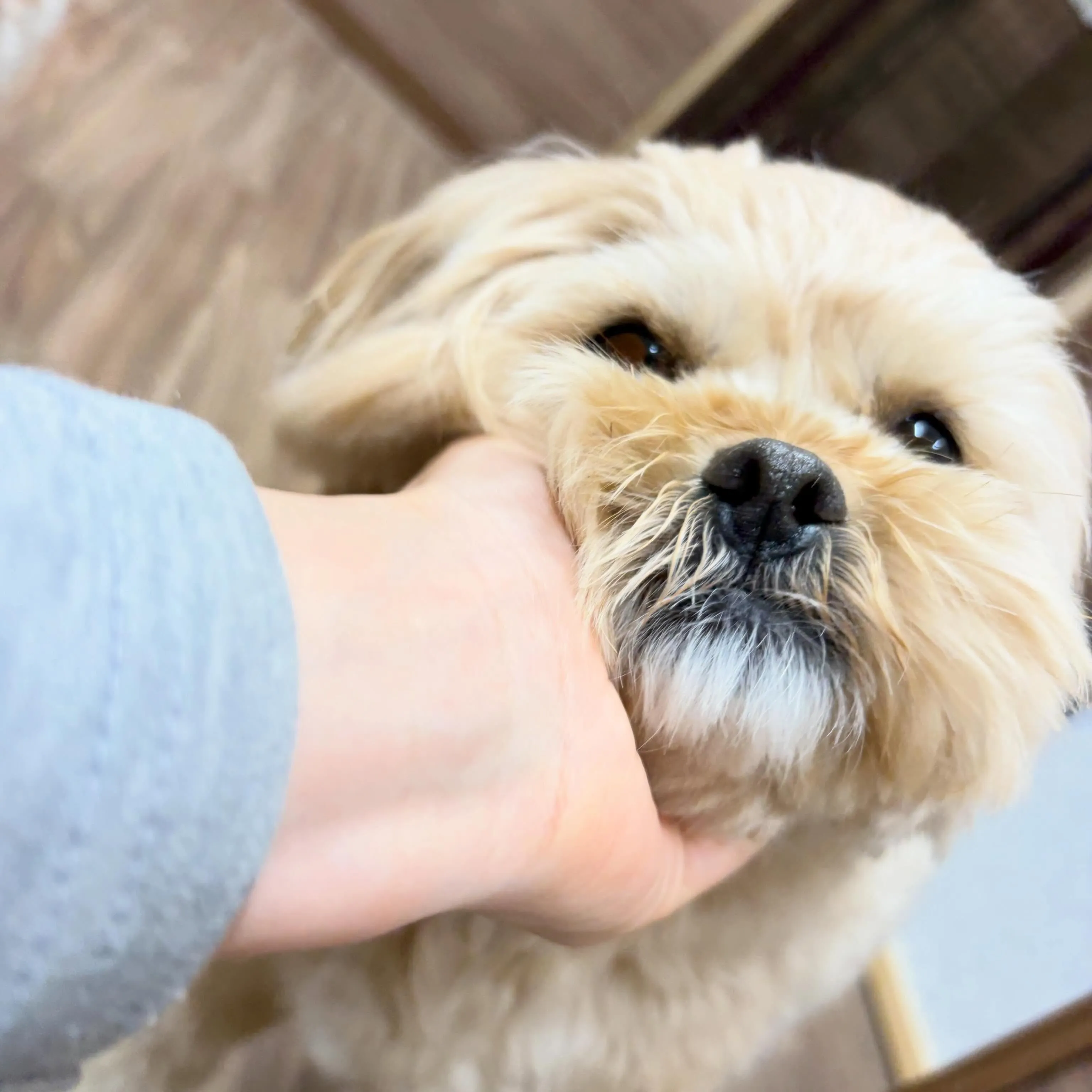 入会してくれたモコちゃんです💕