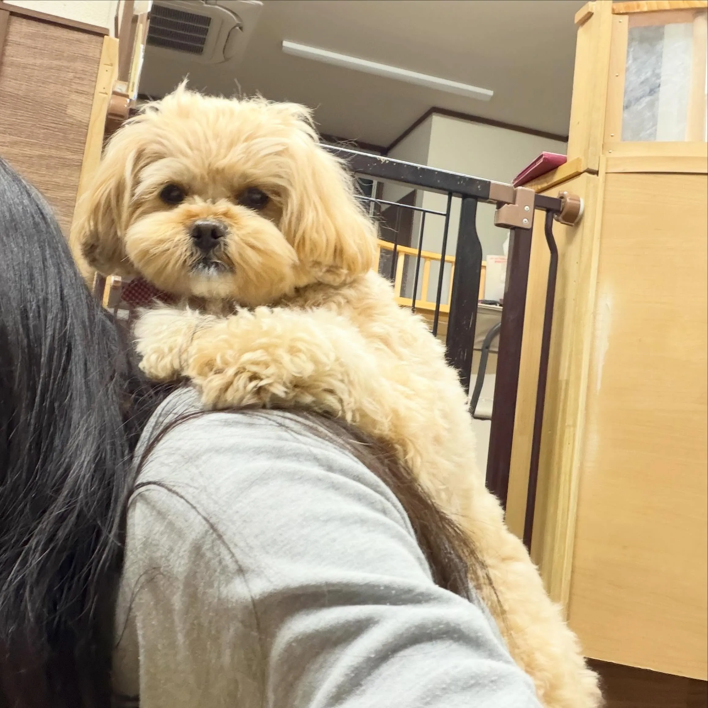 入会してくれたモコちゃんです💕