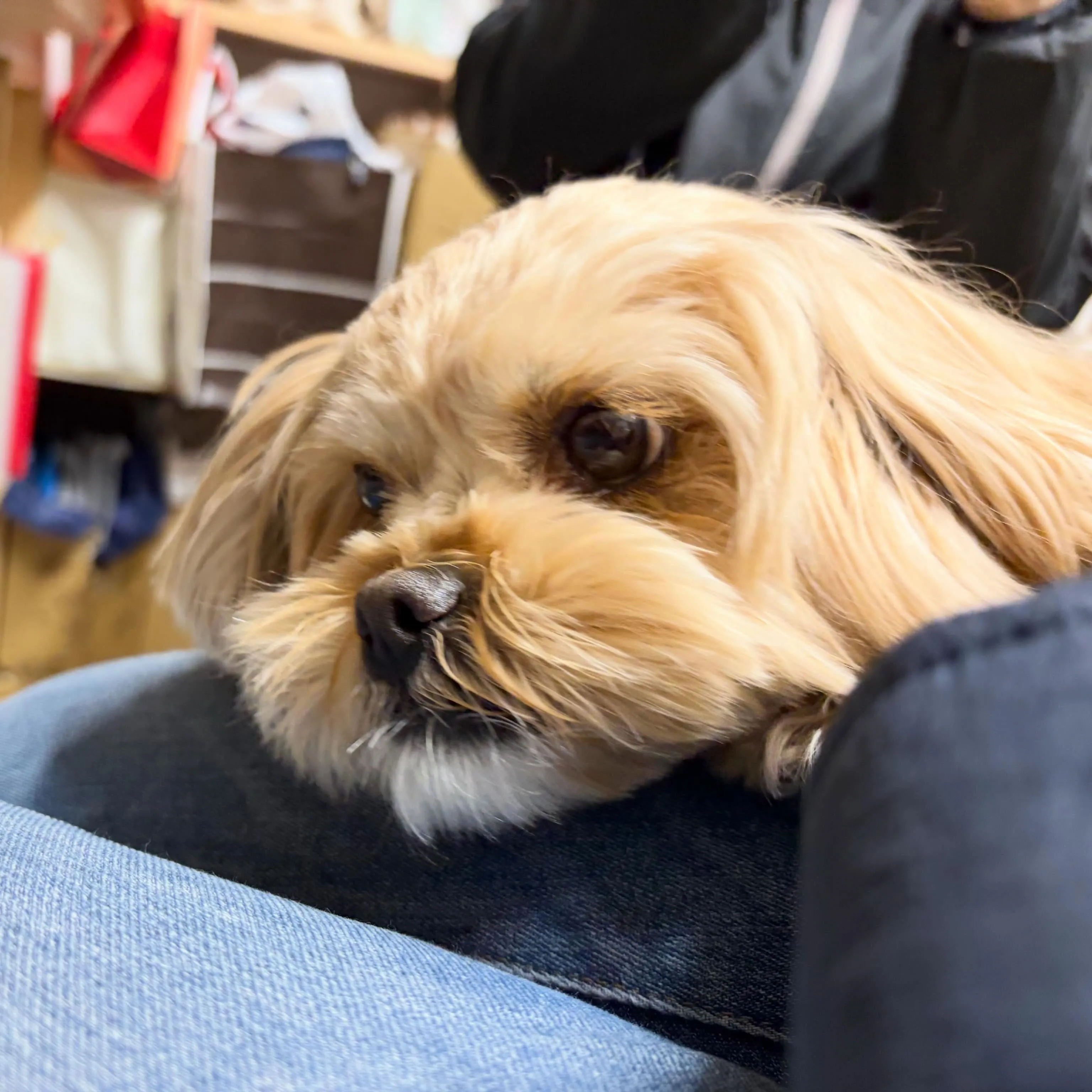 入会してくれたモコちゃんです💕