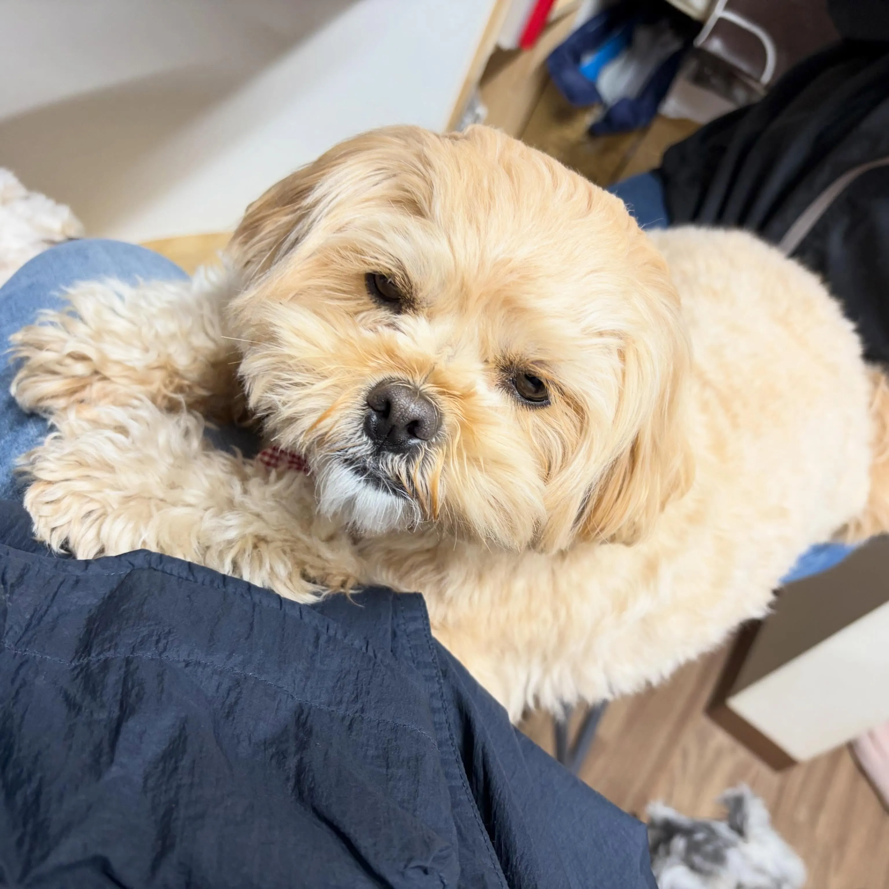 入会してくれたモコちゃんです💕