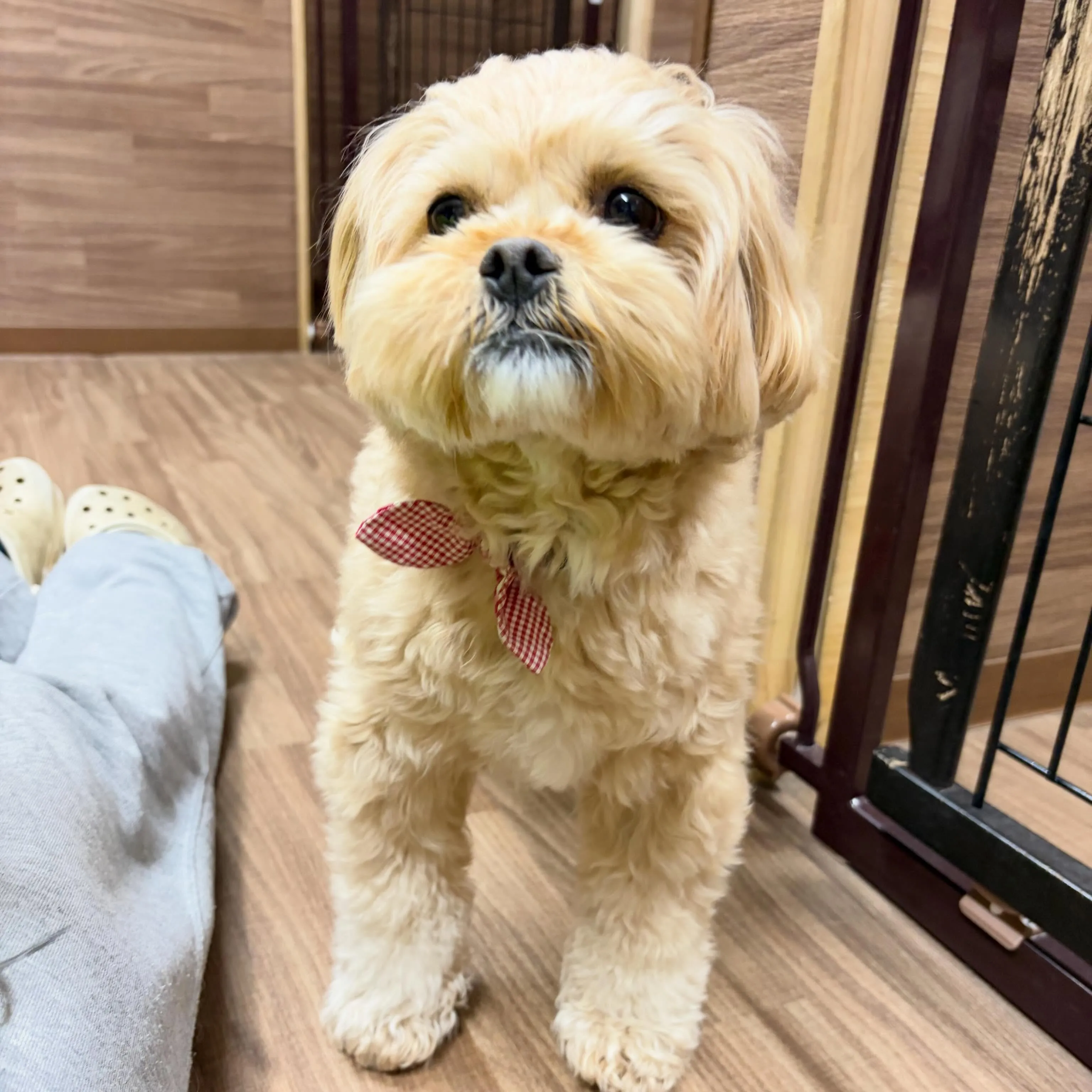 入会してくれたモコちゃんです💕