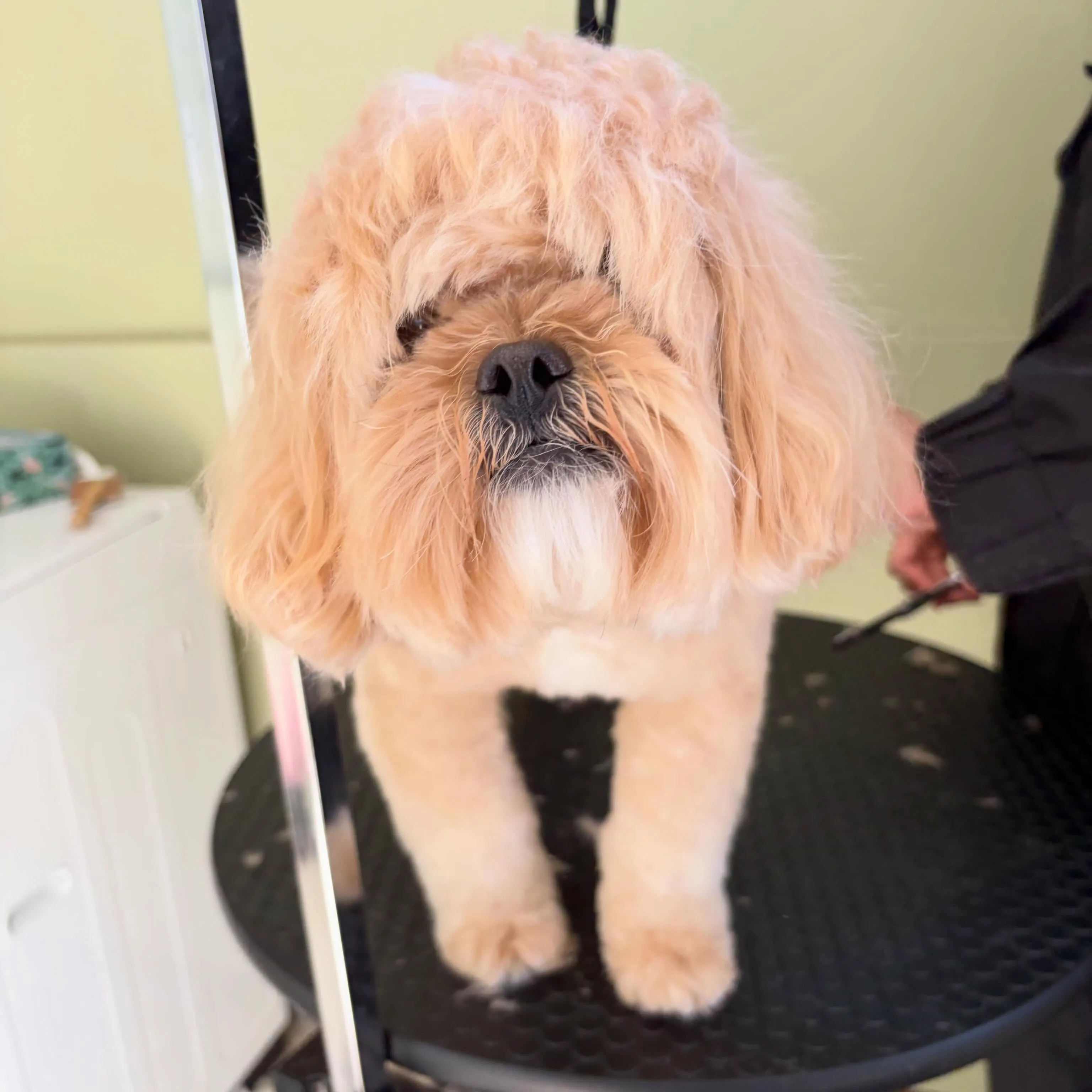 入会してくれたモコちゃんです💕