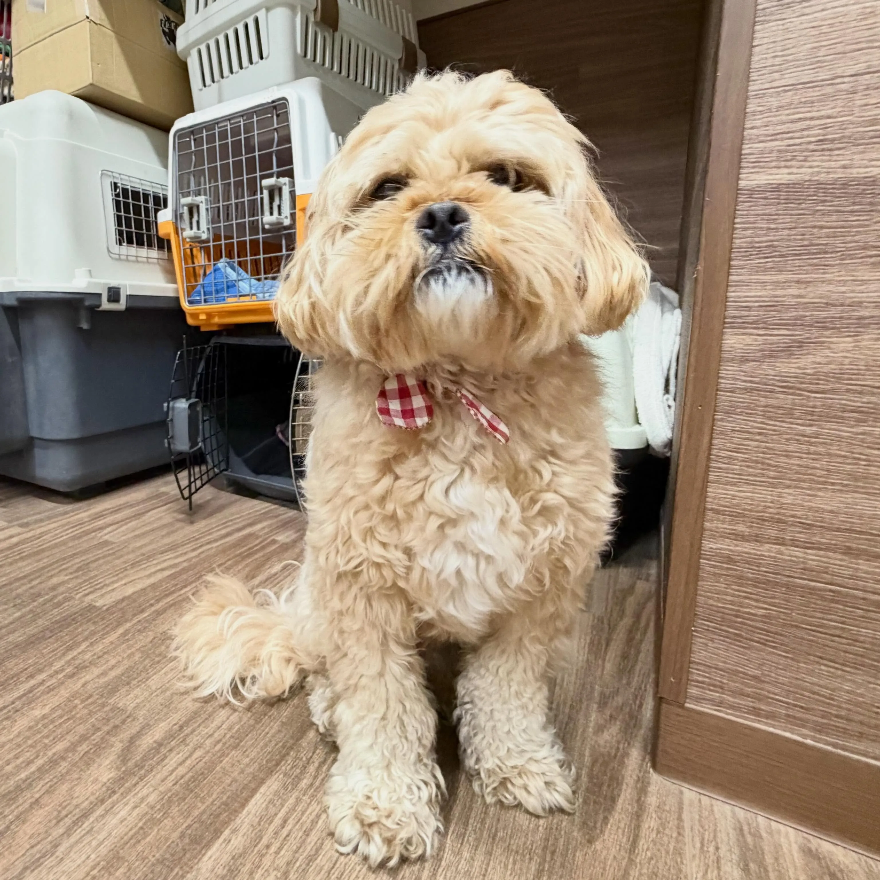 入会してくれたモコちゃんです💕