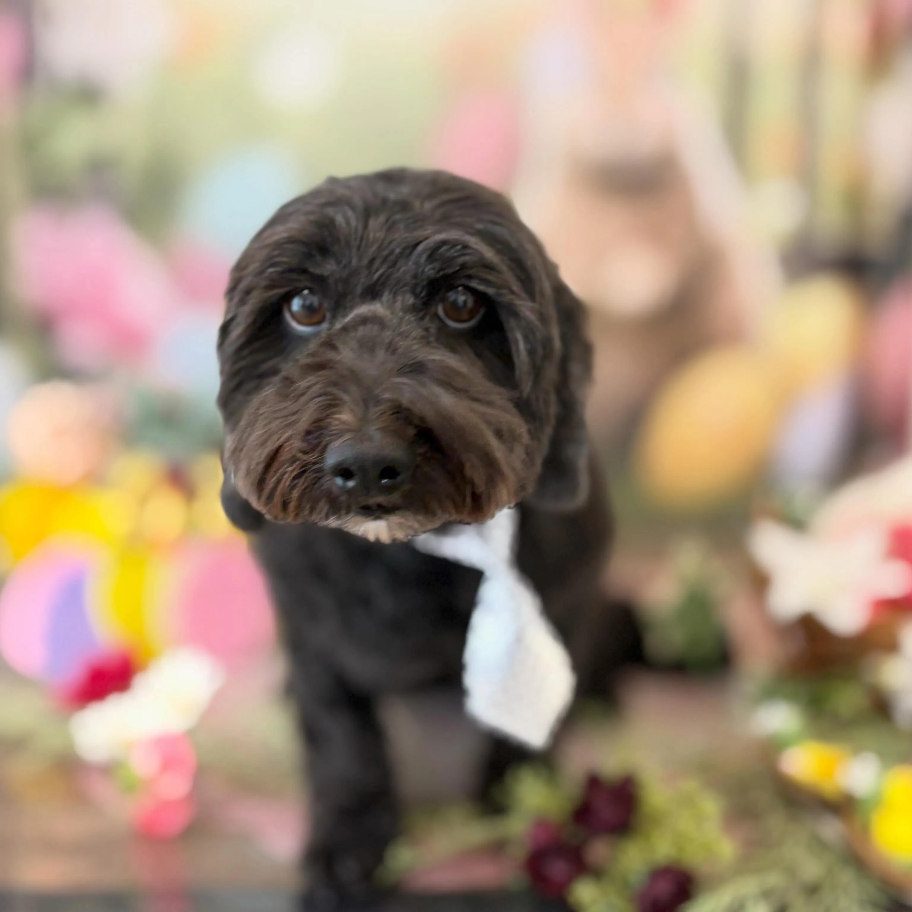 トリミングのセットメニューをご利用頂いたわんこたちです🎶