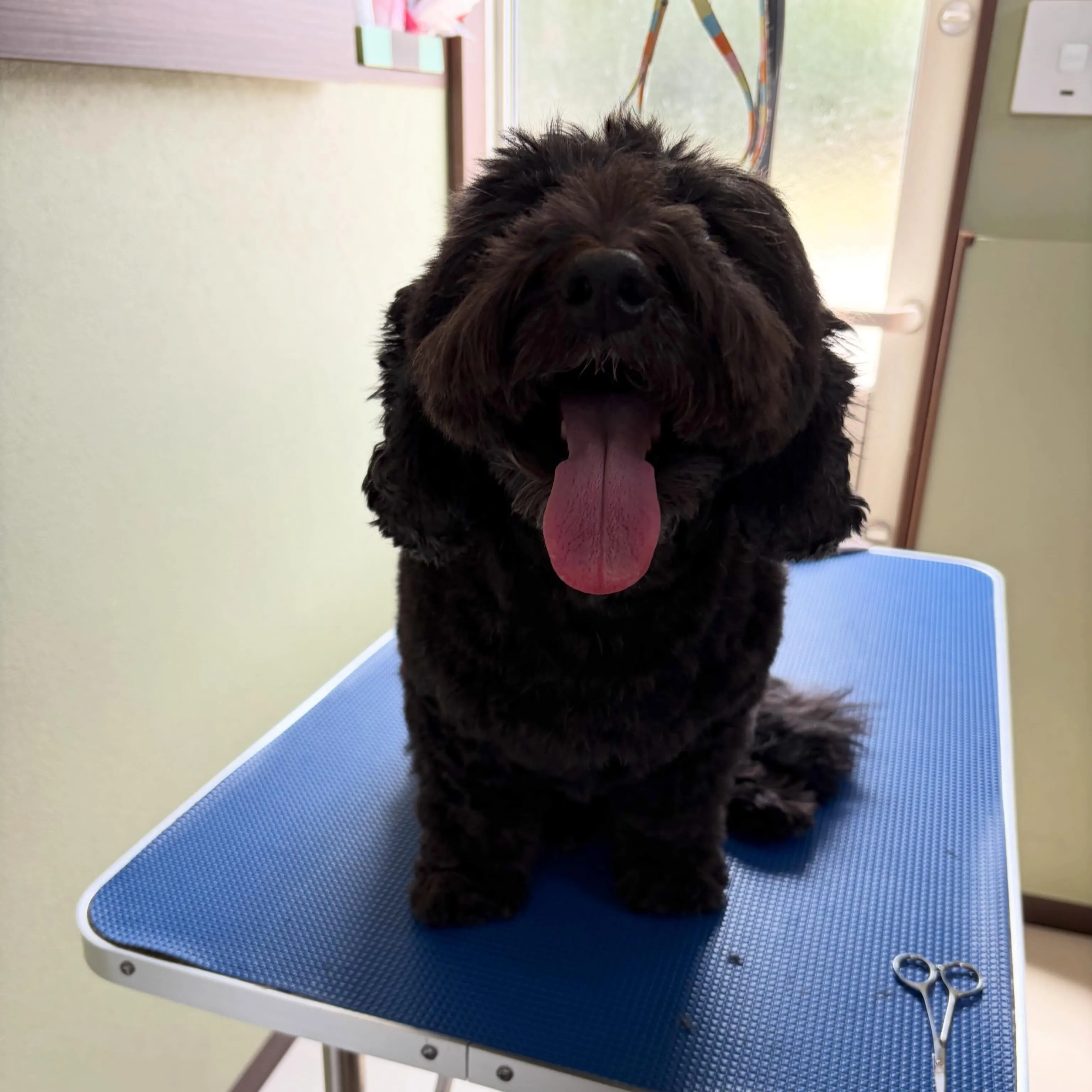 トリミングのセットメニューをご利用頂いたわんこたちです🎶