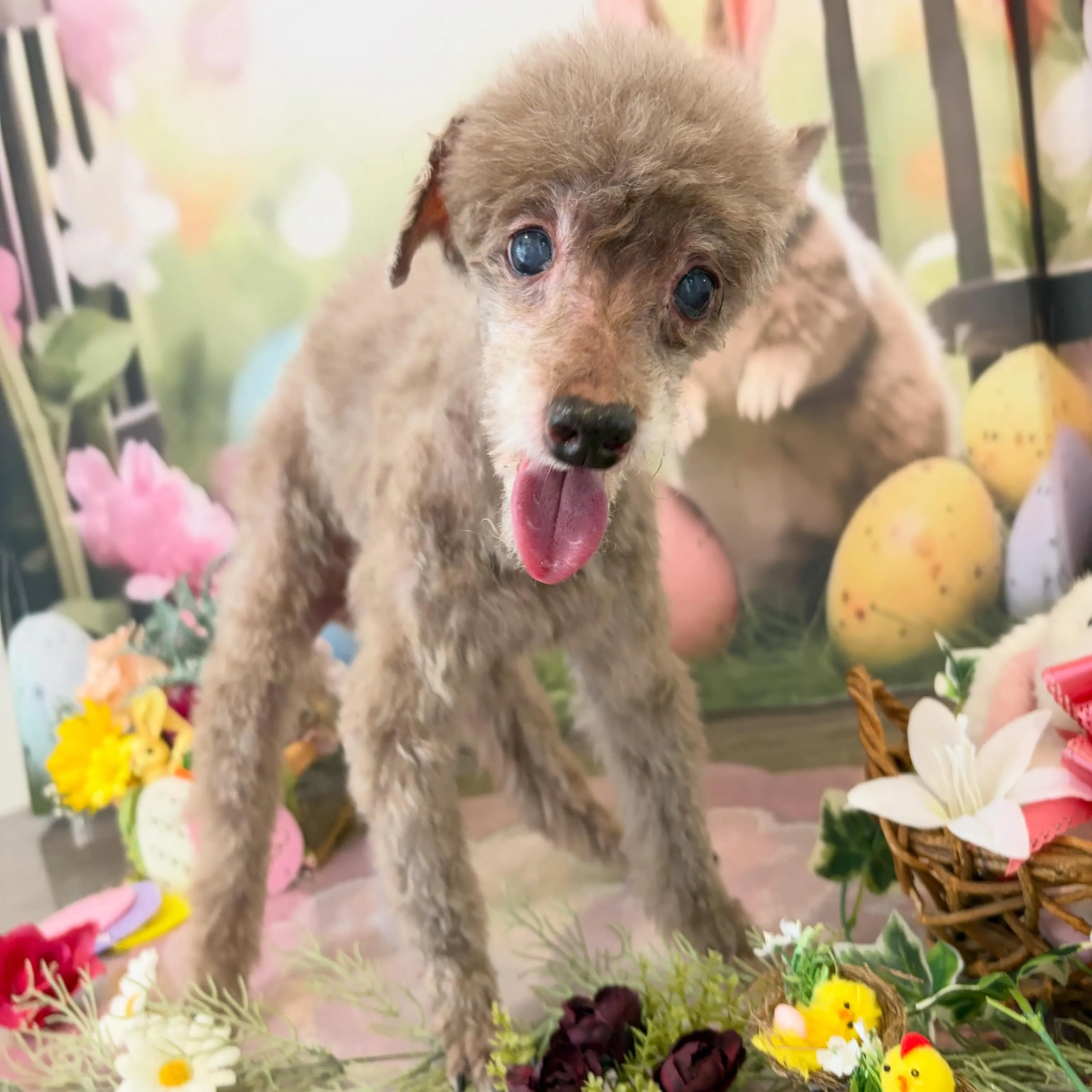 トリミングのセットメニューをご利用頂いたわんこたちです🎶