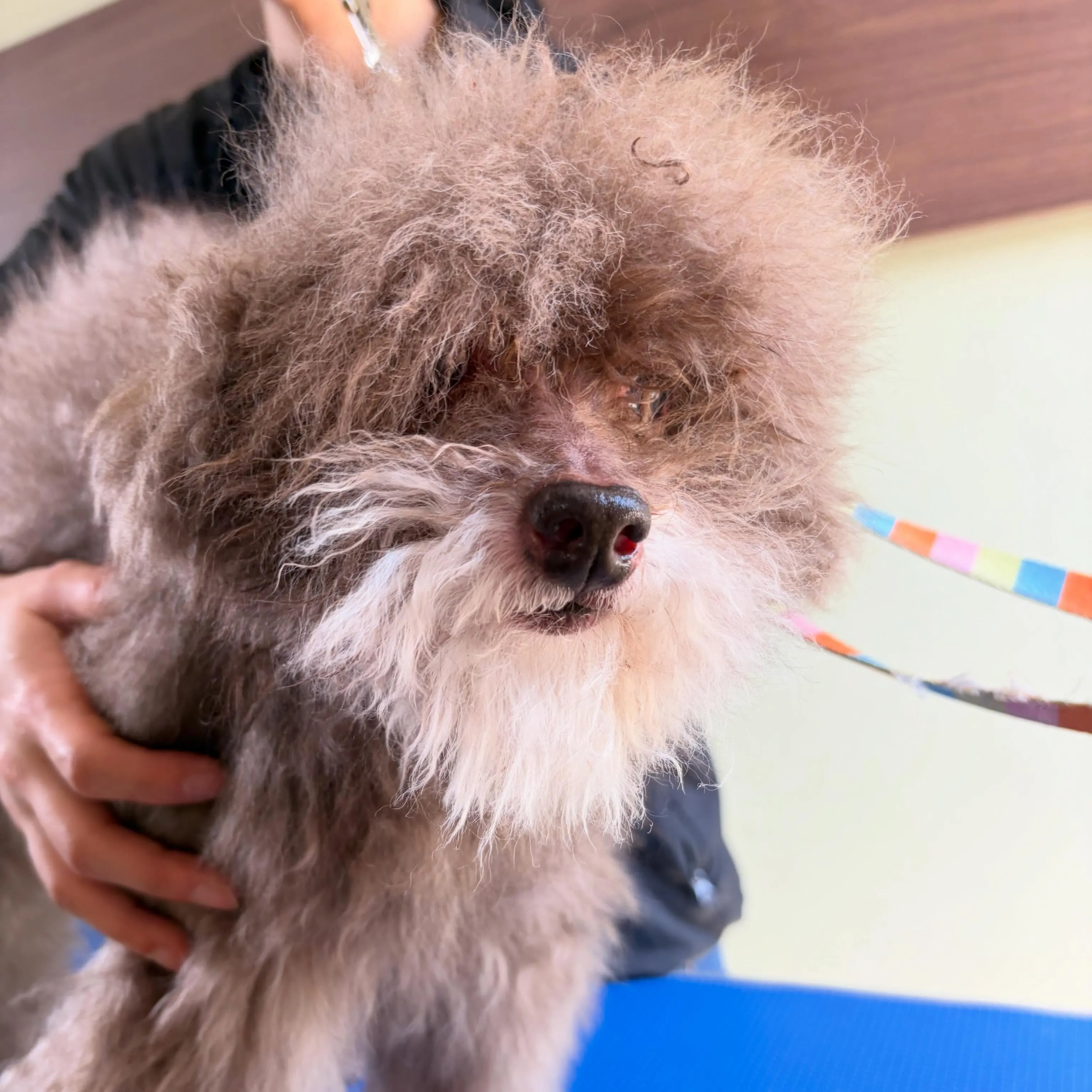 トリミングのセットメニューをご利用頂いたわんこたちです🎶