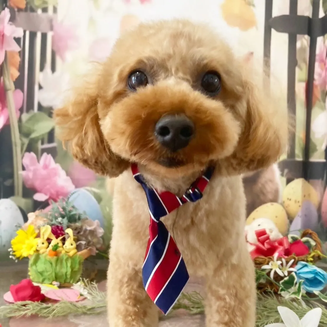 トリミングのセットメニューをご利用頂いたわんこたちです🎶