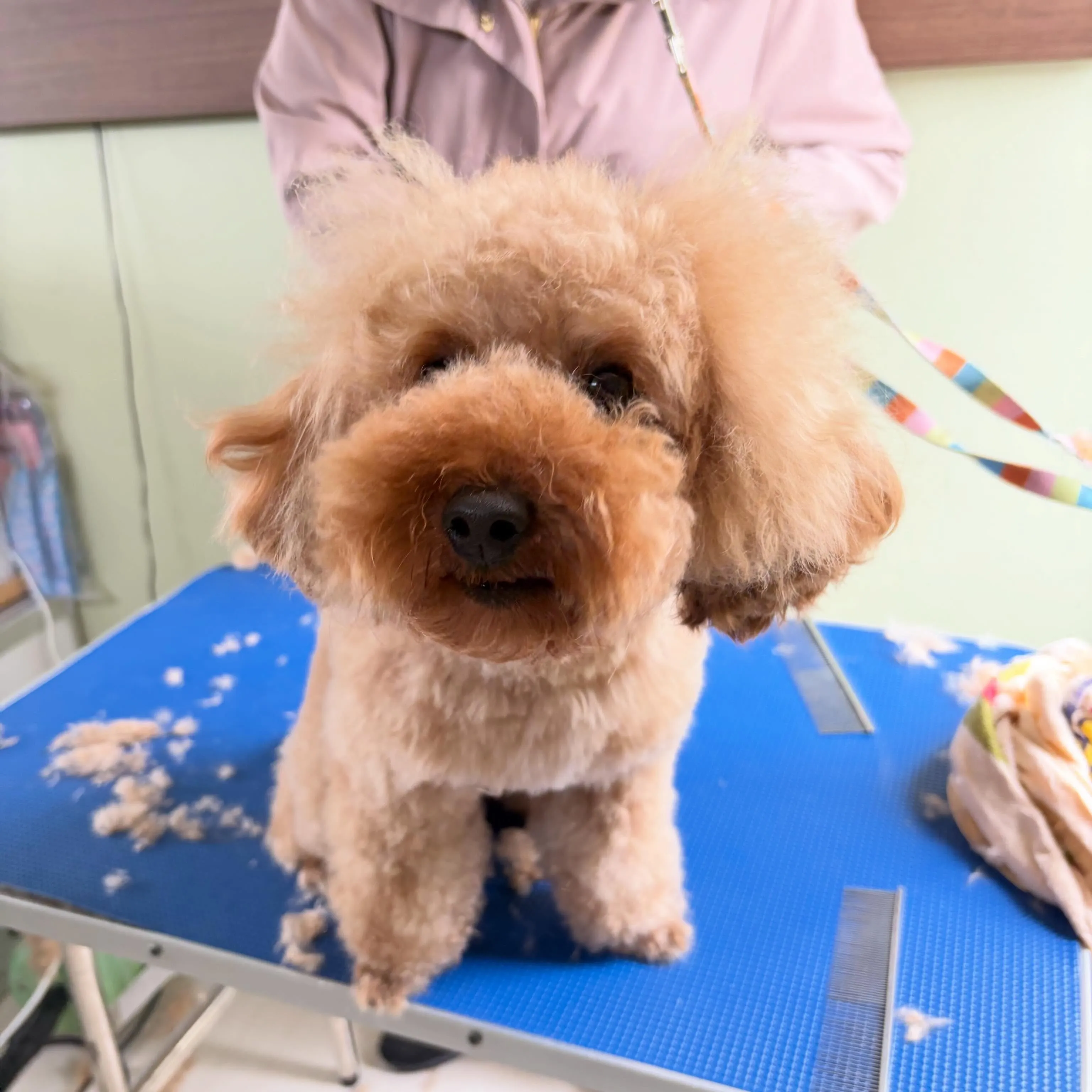 トリミングのセットメニューをご利用頂いたわんこたちです🎶