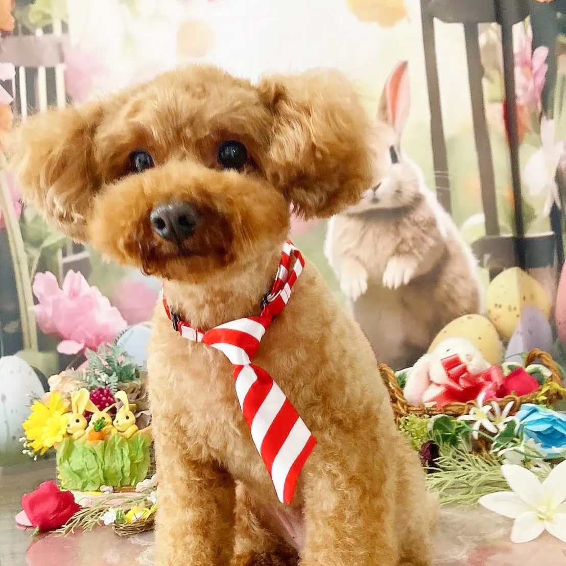 トリミングのセットメニューをご利用頂いたわんこたちです🎶