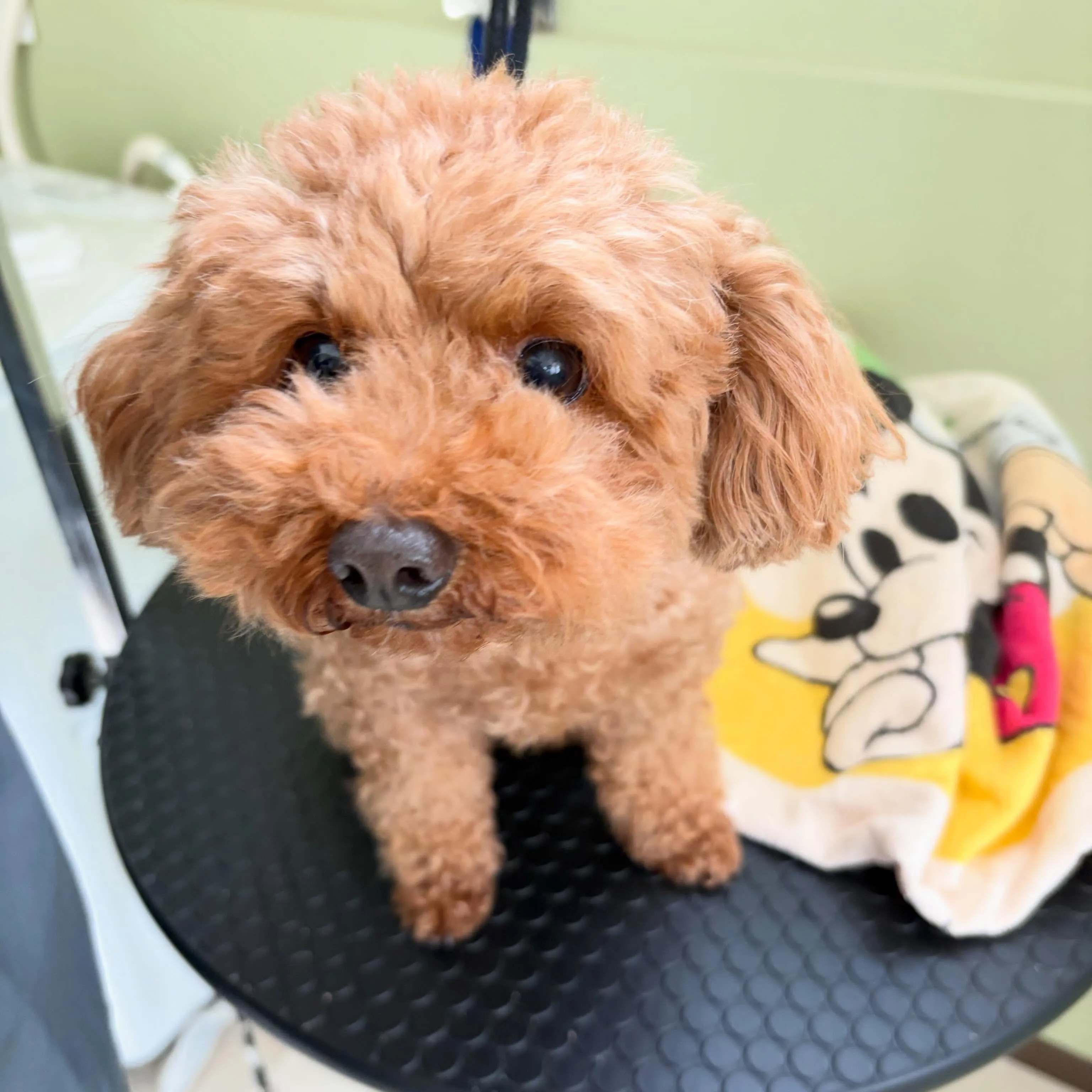 トリミングのセットメニューをご利用頂いたわんこたちです🎶