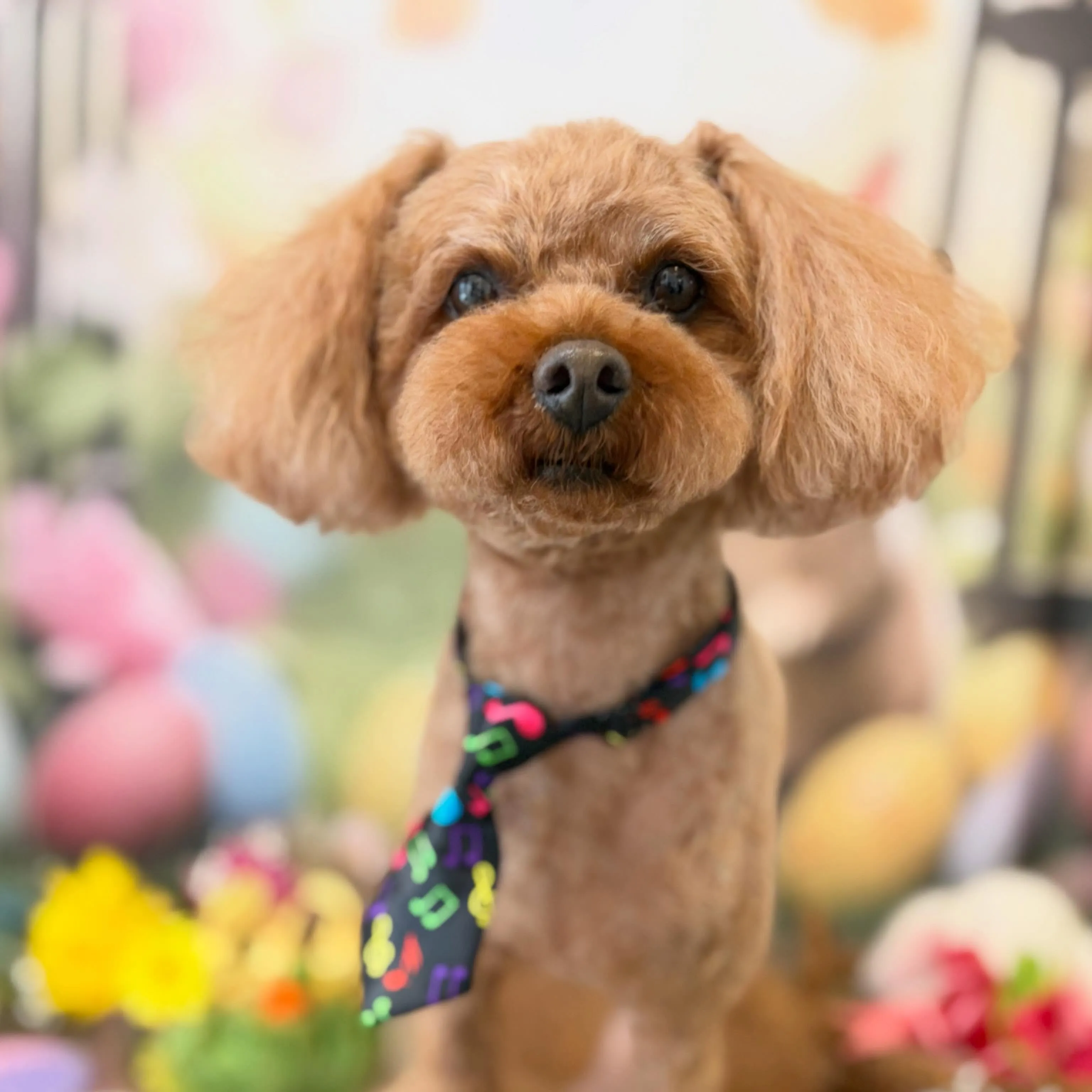 トリミングのセットメニューをご利用頂いたわんこたちです🎶