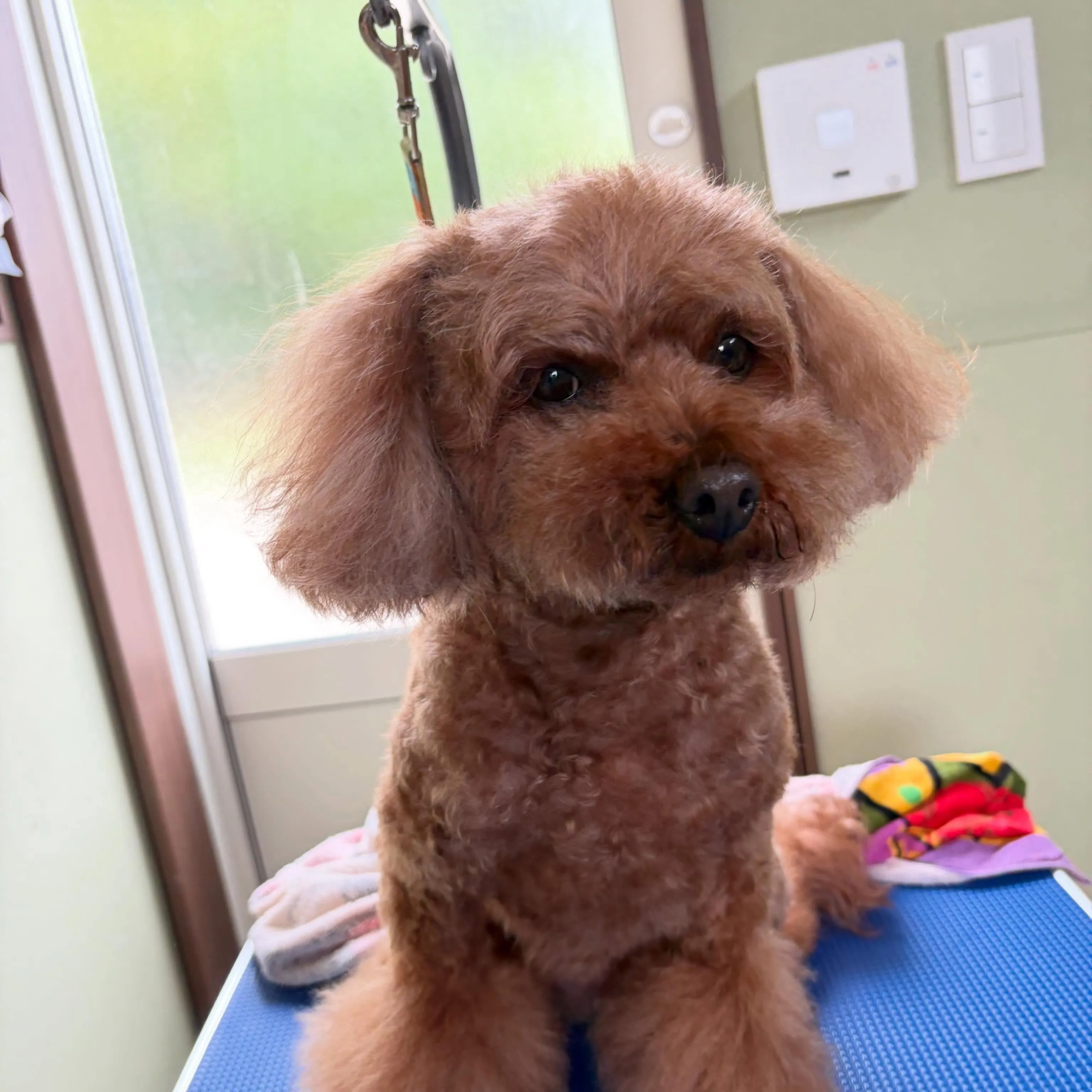 トリミングのセットメニューをご利用頂いたわんこたちです🎶