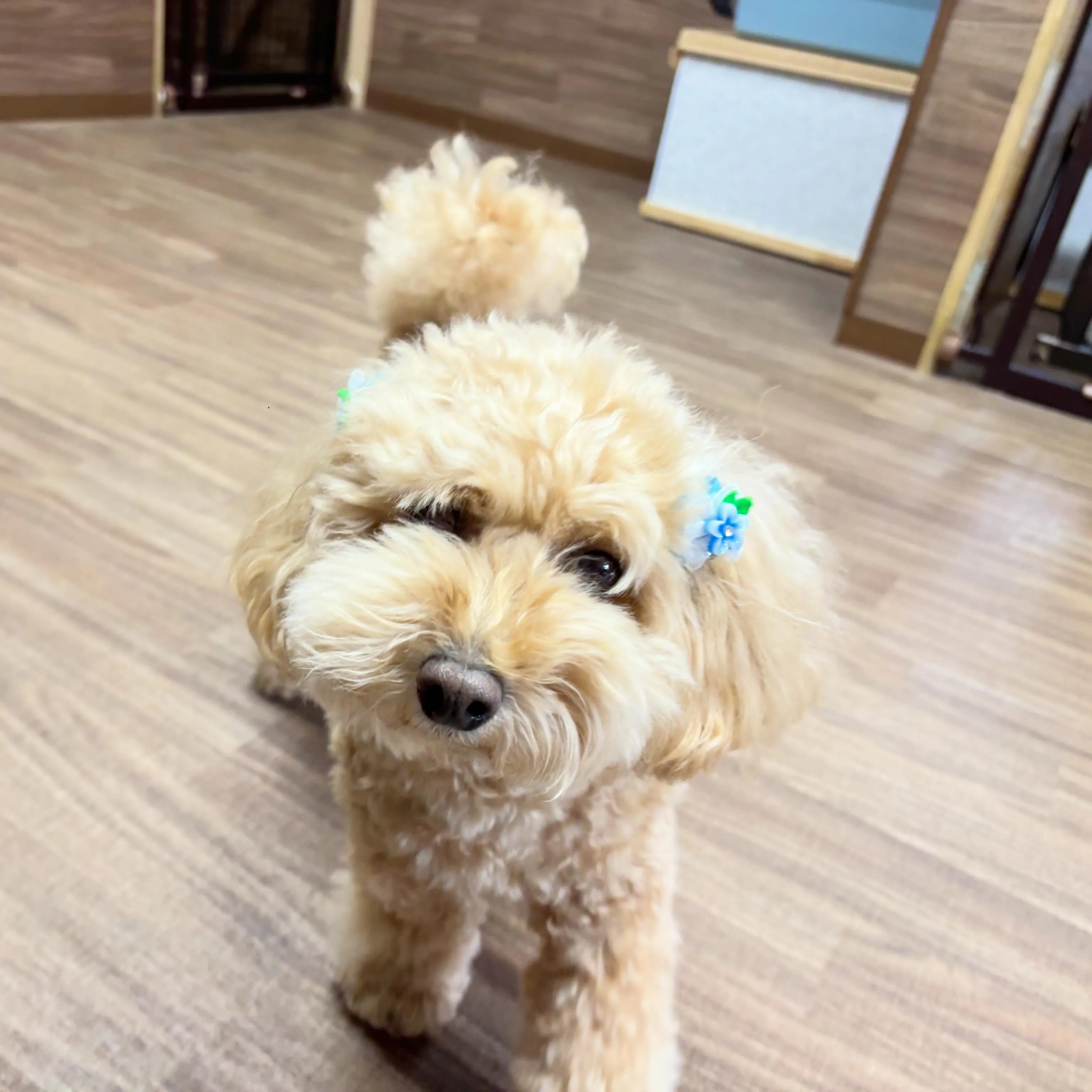 入会してくれたルゥくんです💕