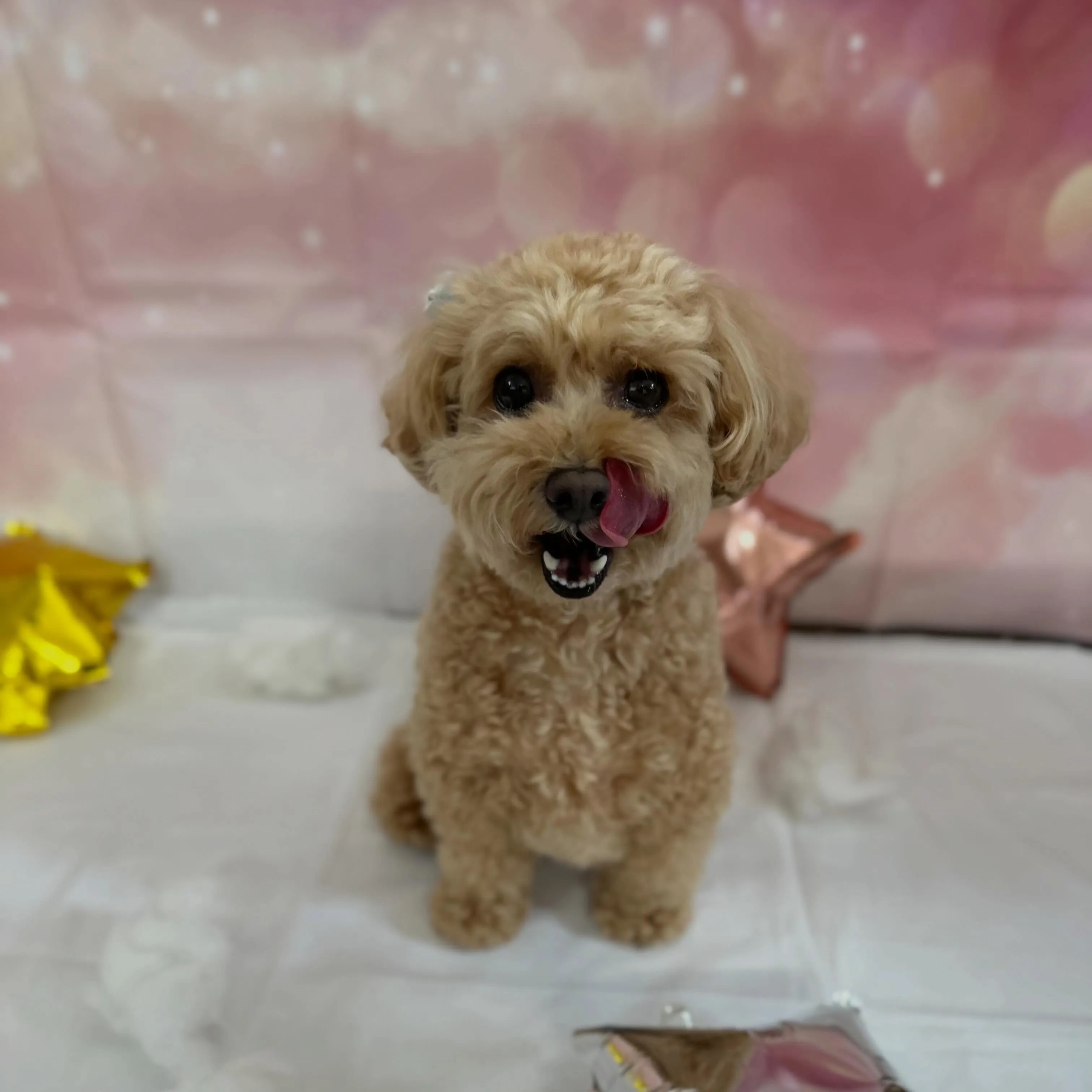 入会してくれたルゥくんです💕