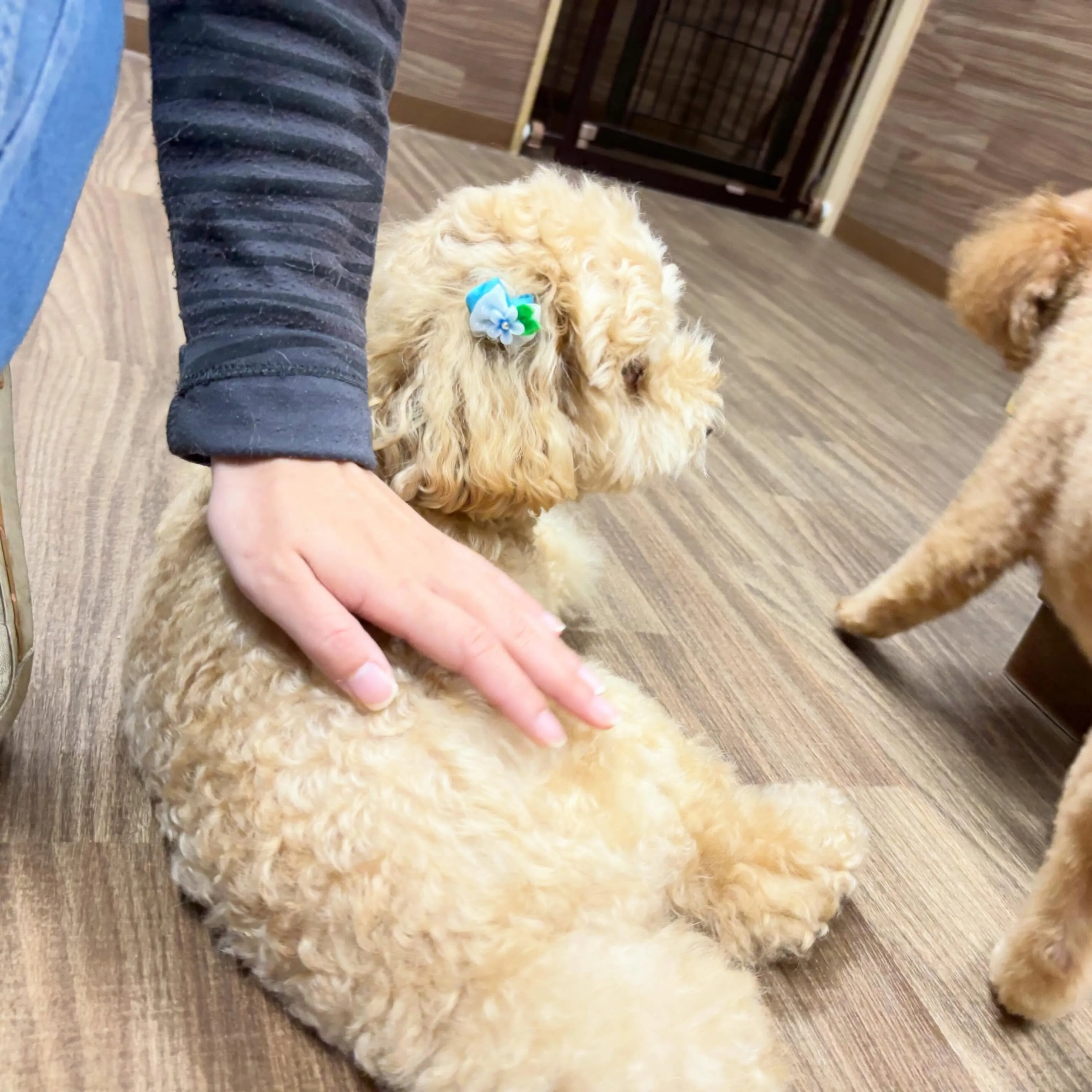 入会してくれたルゥくんです💕