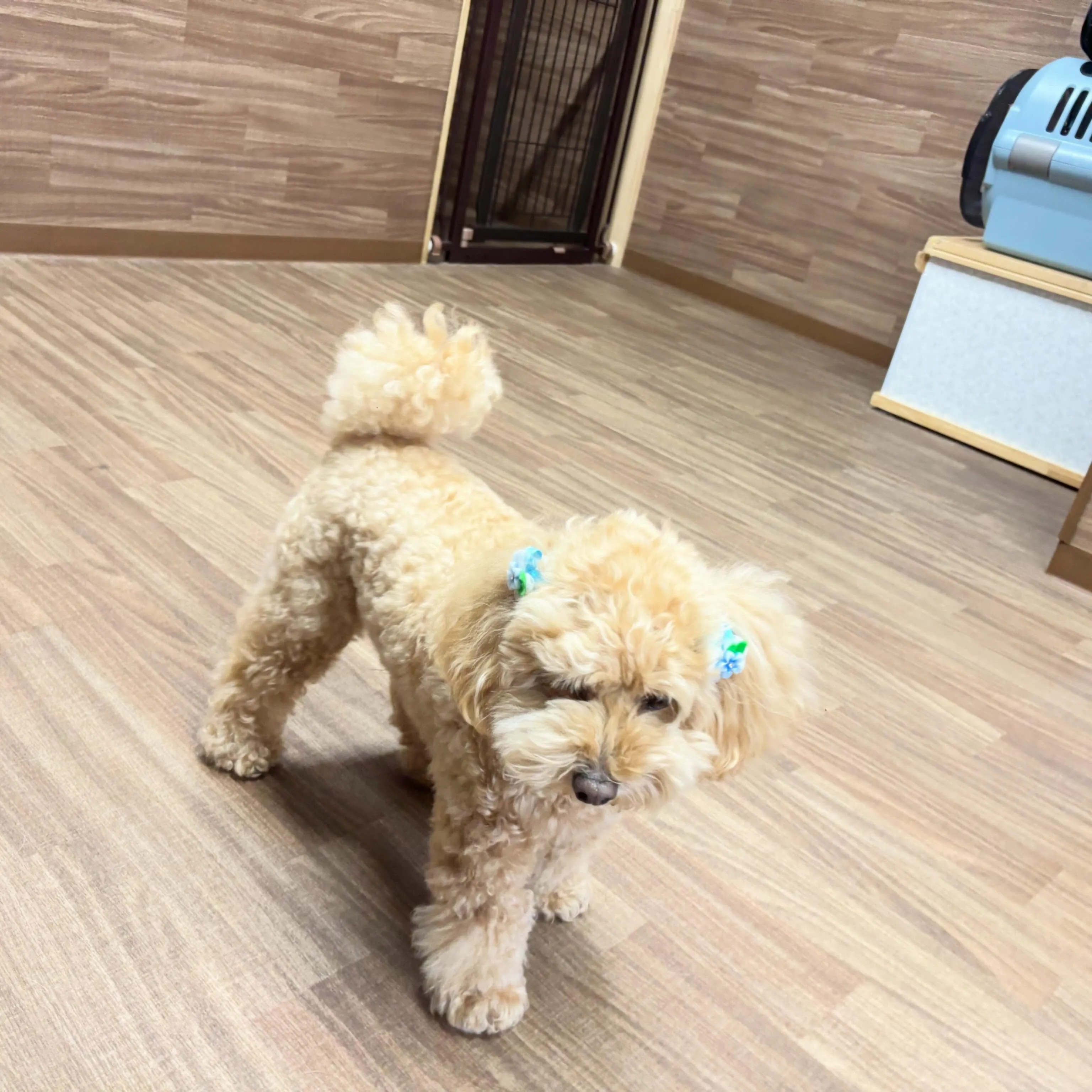 入会してくれたルゥくんです💕