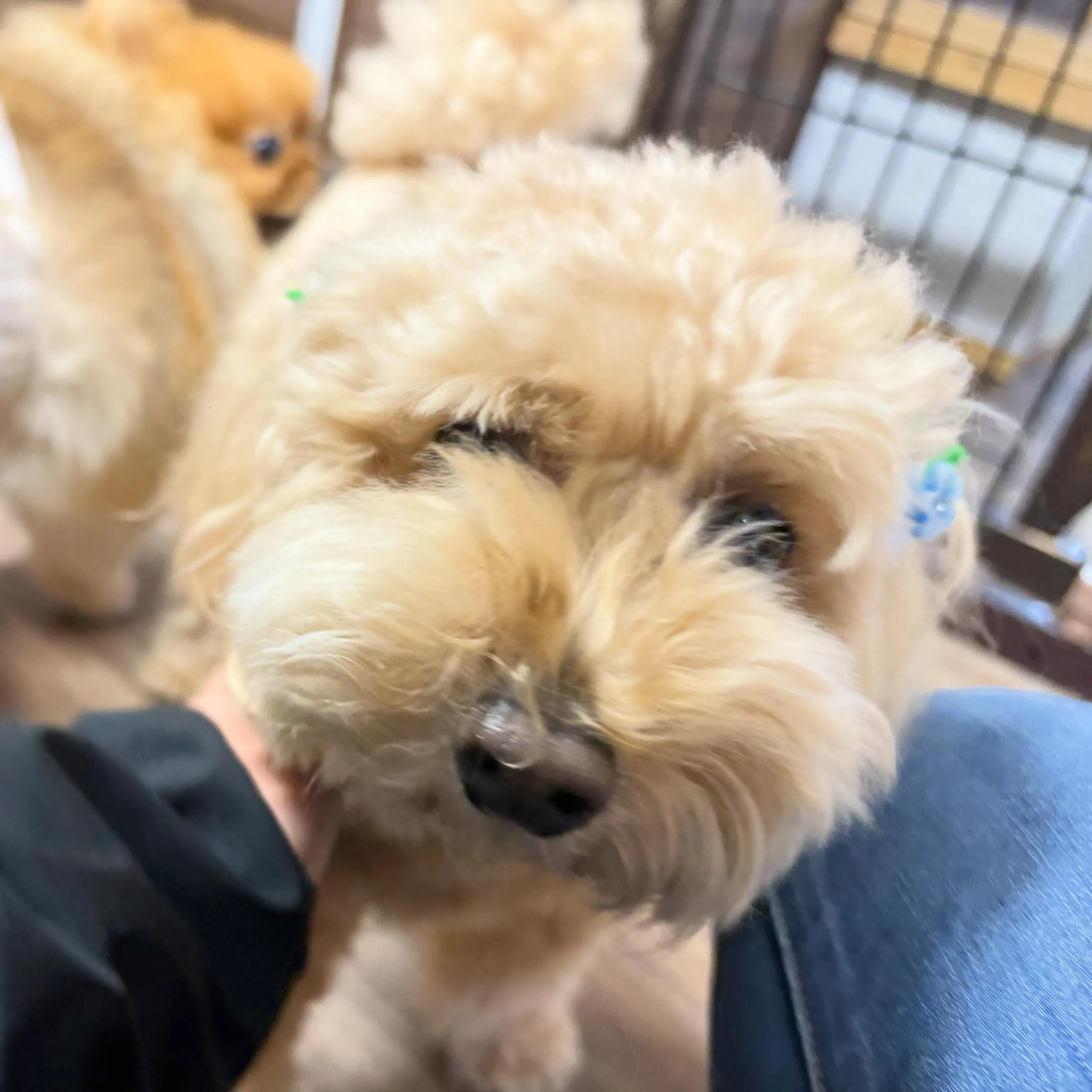 入会してくれたルゥくんです💕