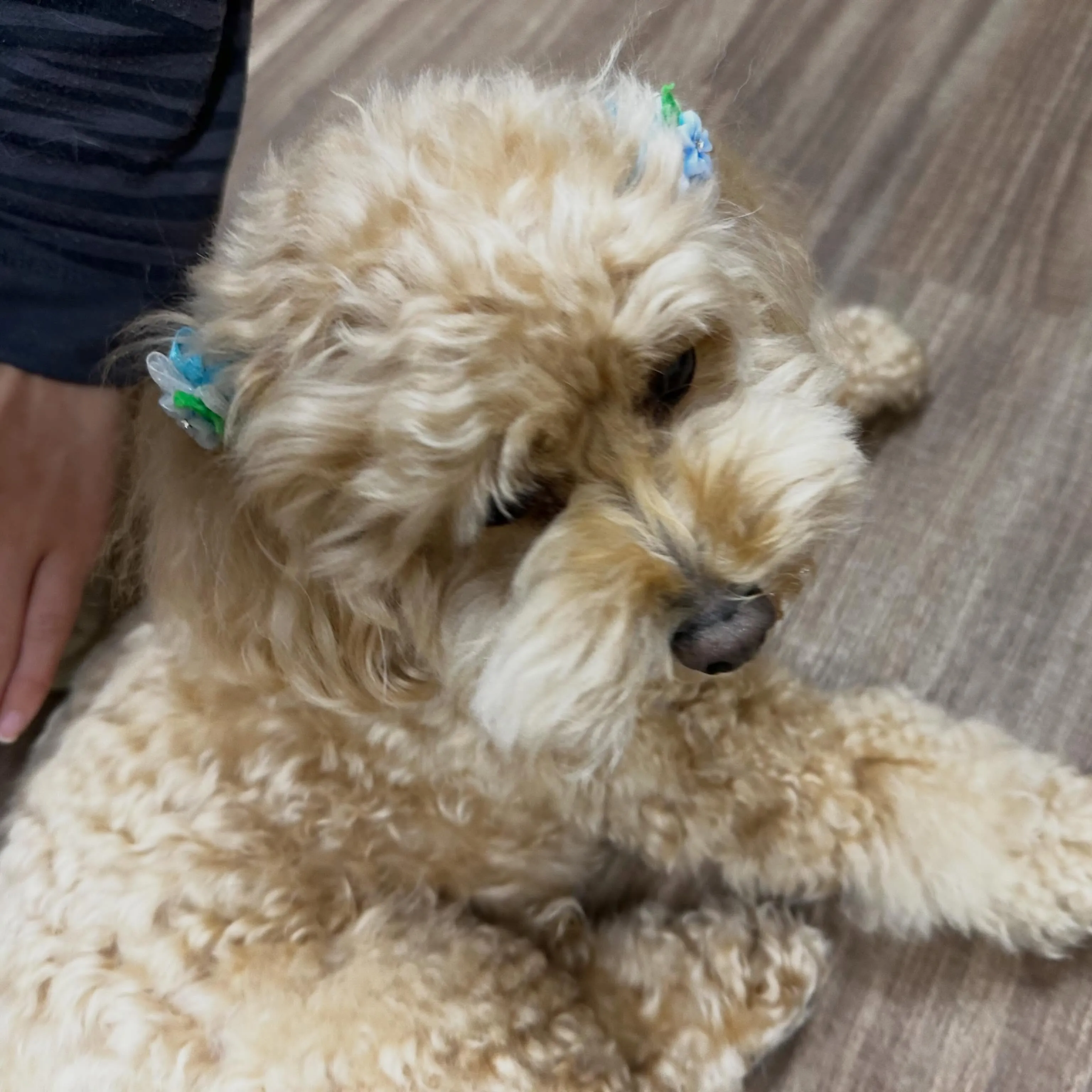 入会してくれたルゥくんです💕