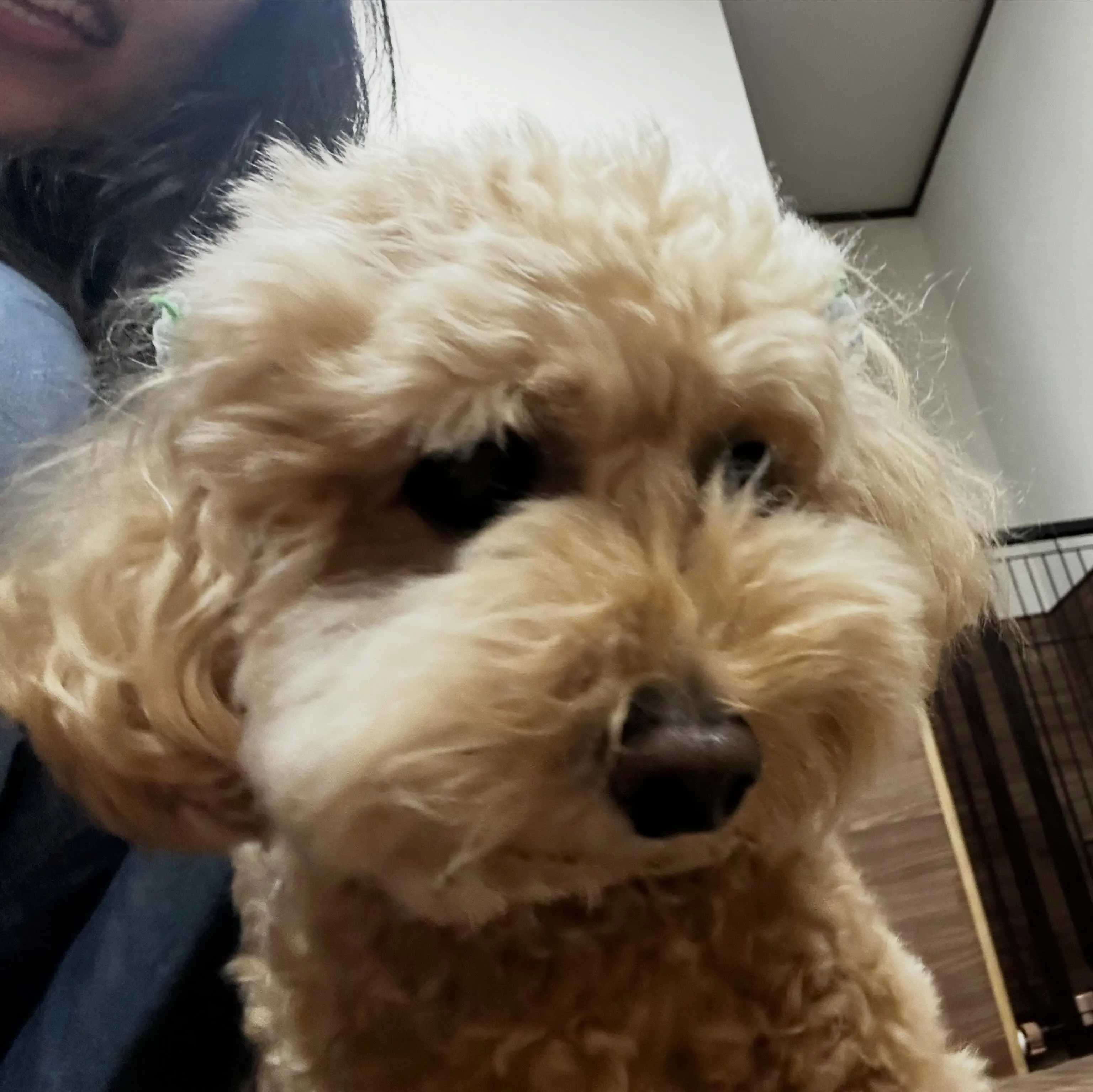 入会してくれたルゥくんです💕