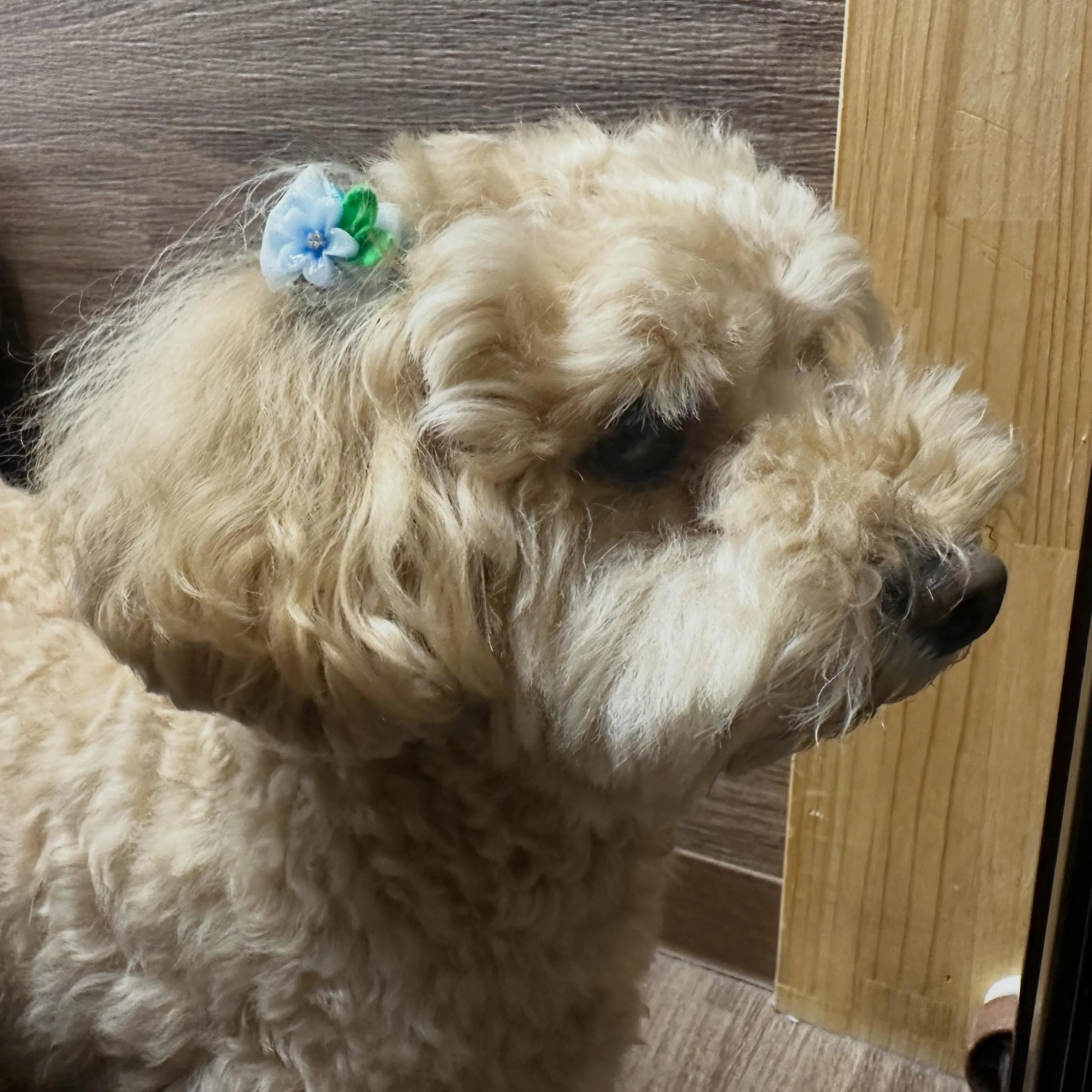 入会してくれたルゥくんです💕