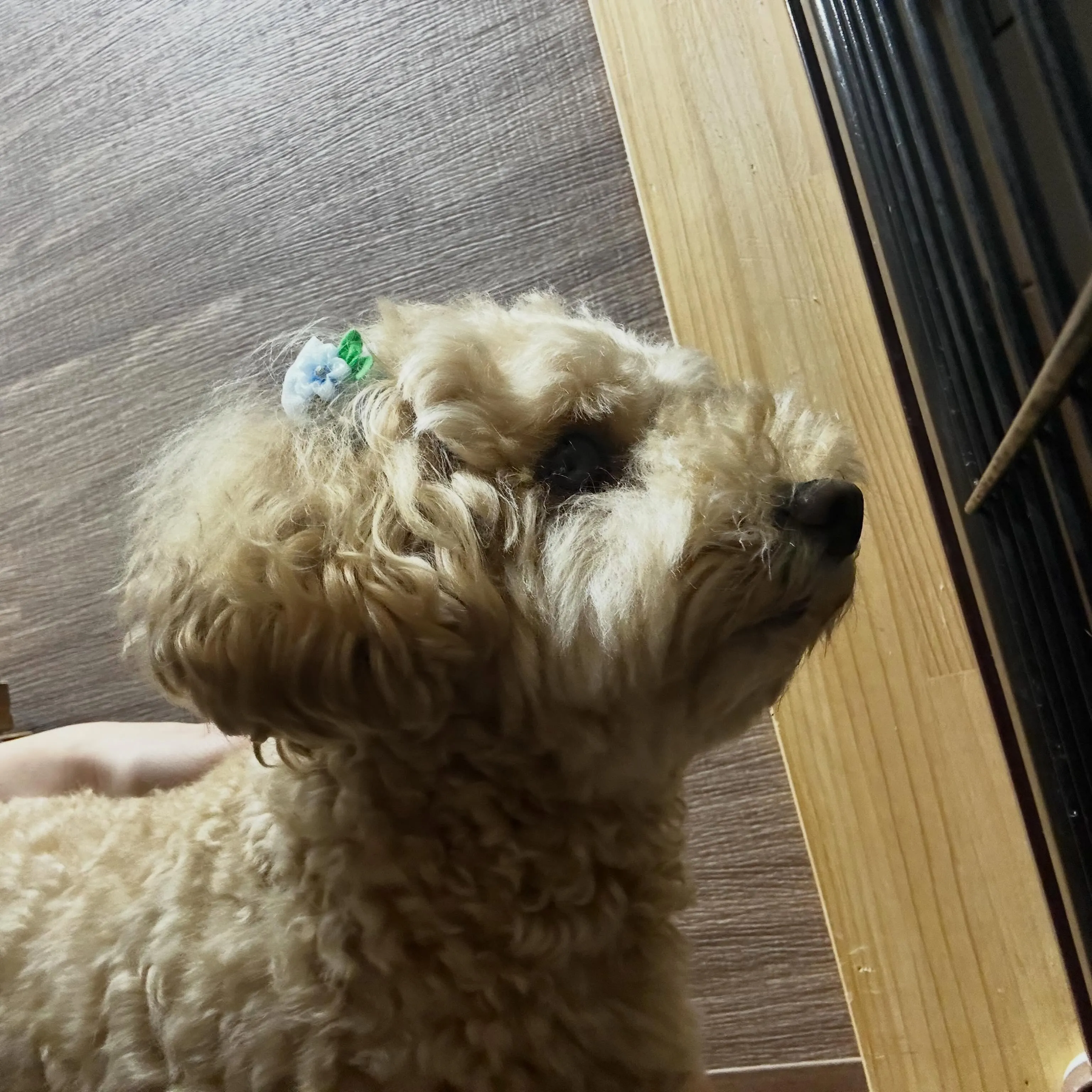 入会してくれたルゥくんです💕