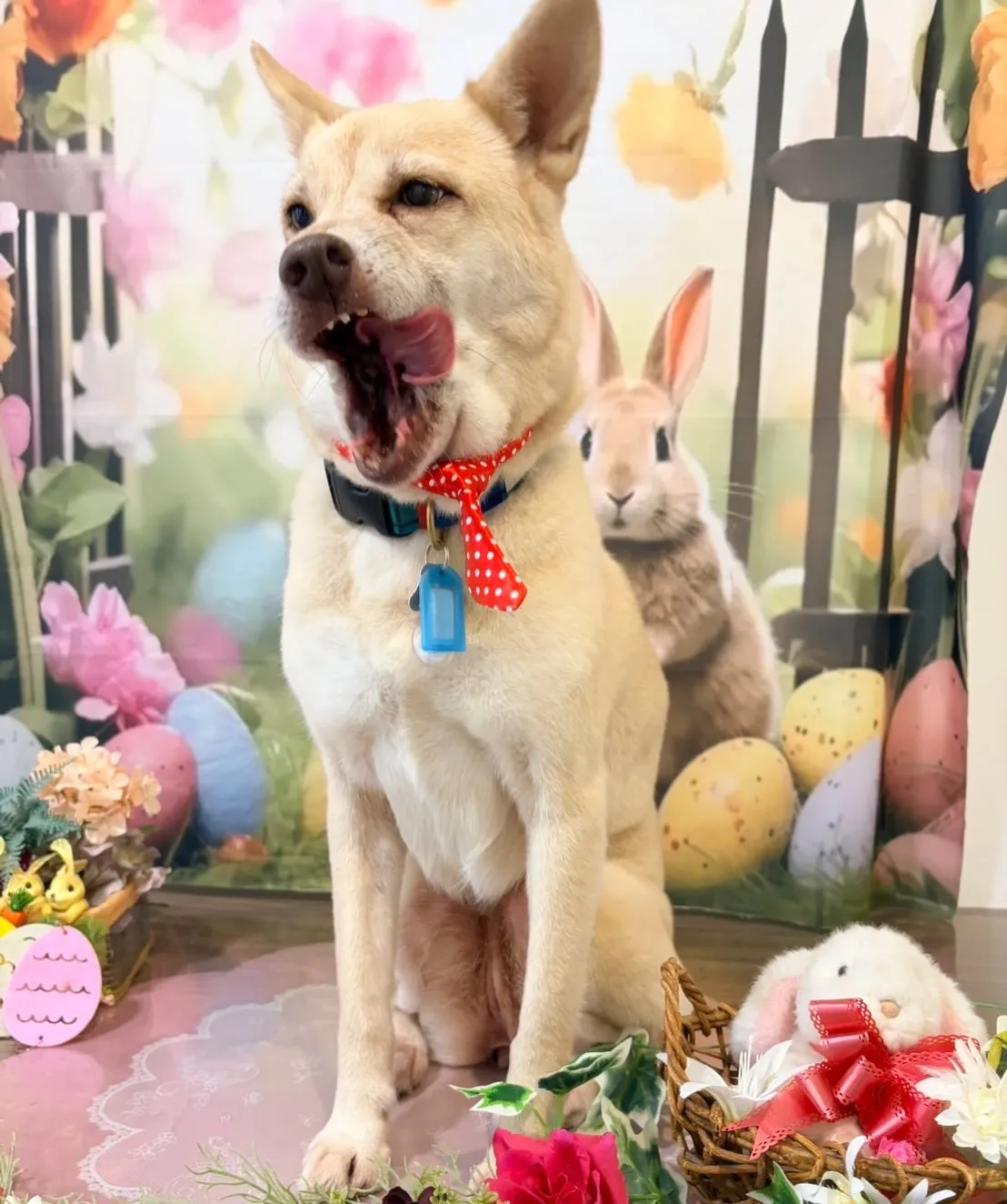 トリミングのセットメニューをご利用頂いたわんこたちです🐾