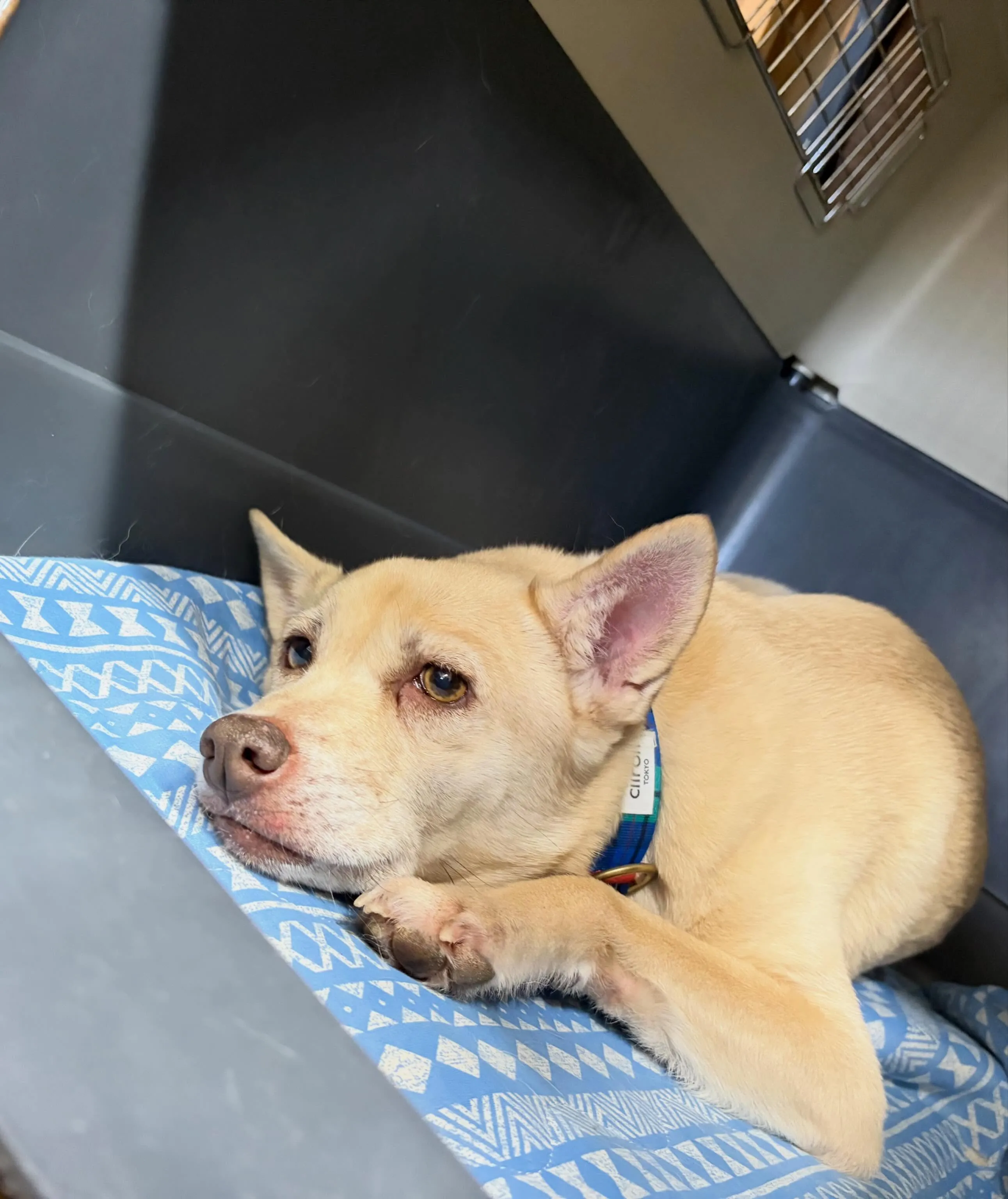 トリミングのセットメニューをご利用頂いたわんこたちです🐾