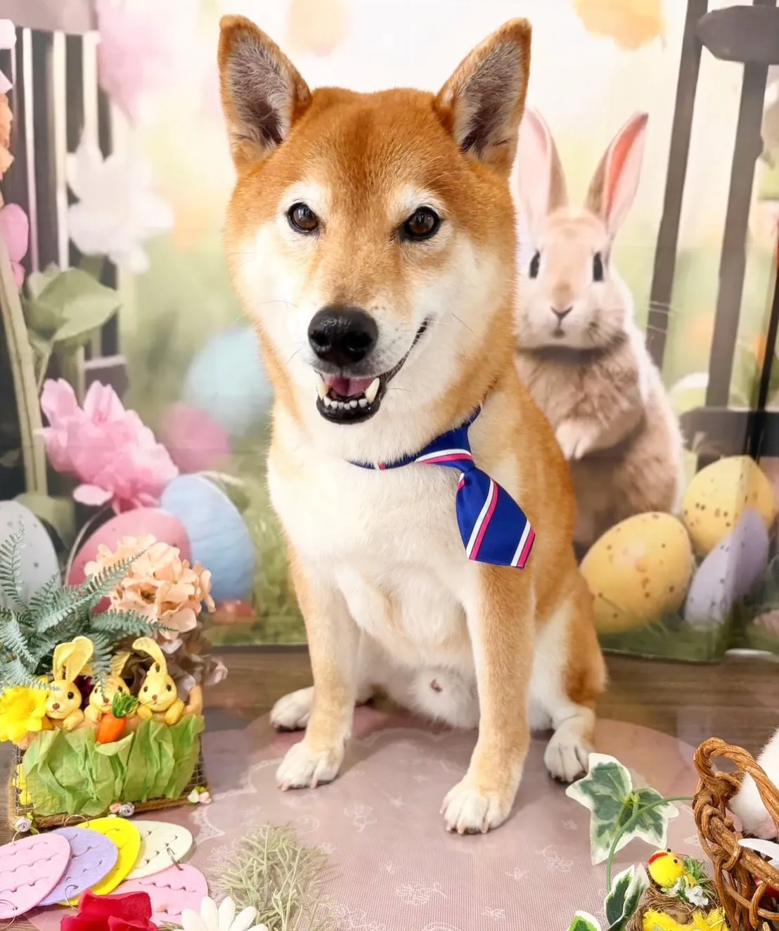 トリミングのセットメニューをご利用頂いたわんこたちです🐾