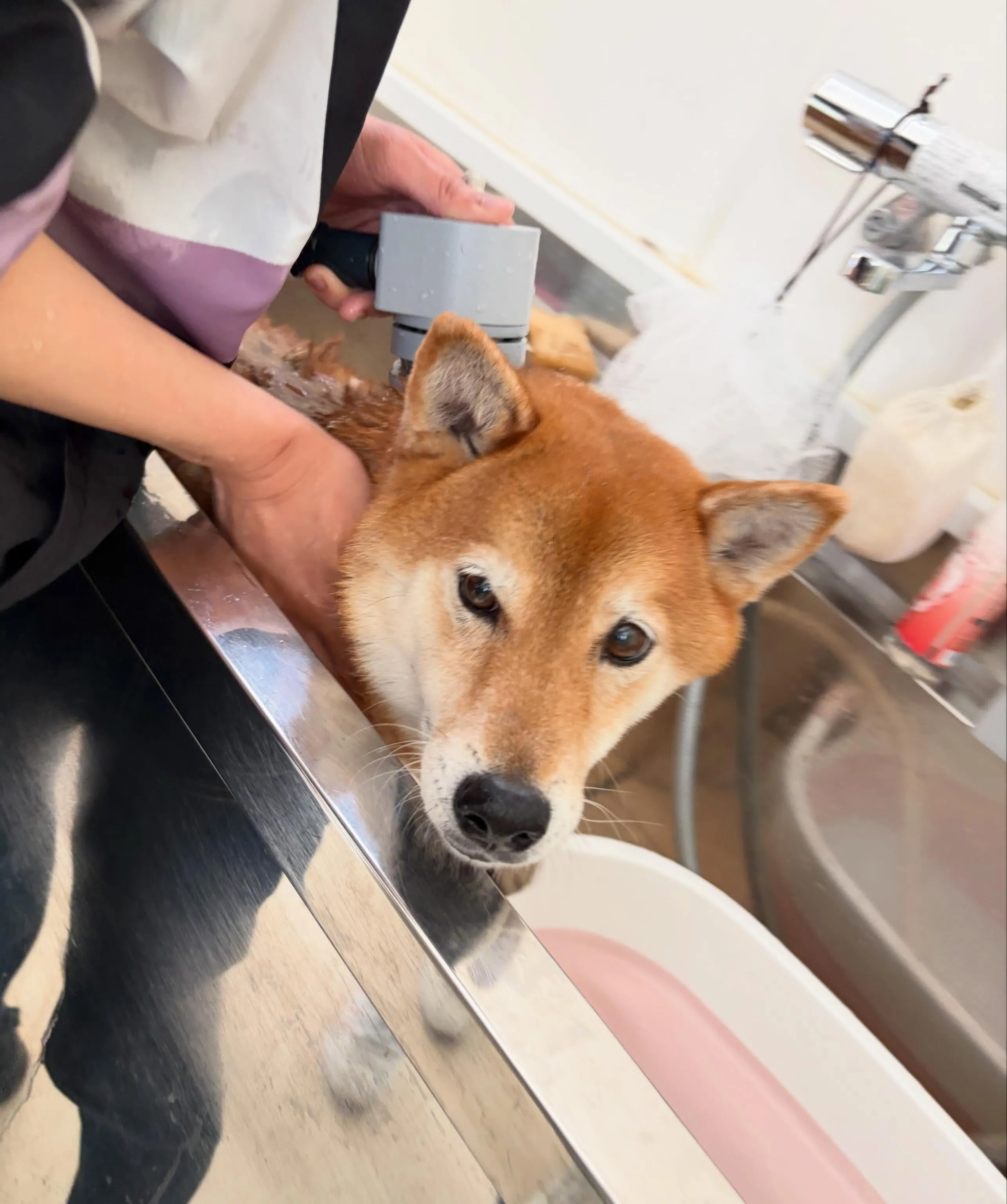 トリミングのセットメニューをご利用頂いたわんこたちです🐾