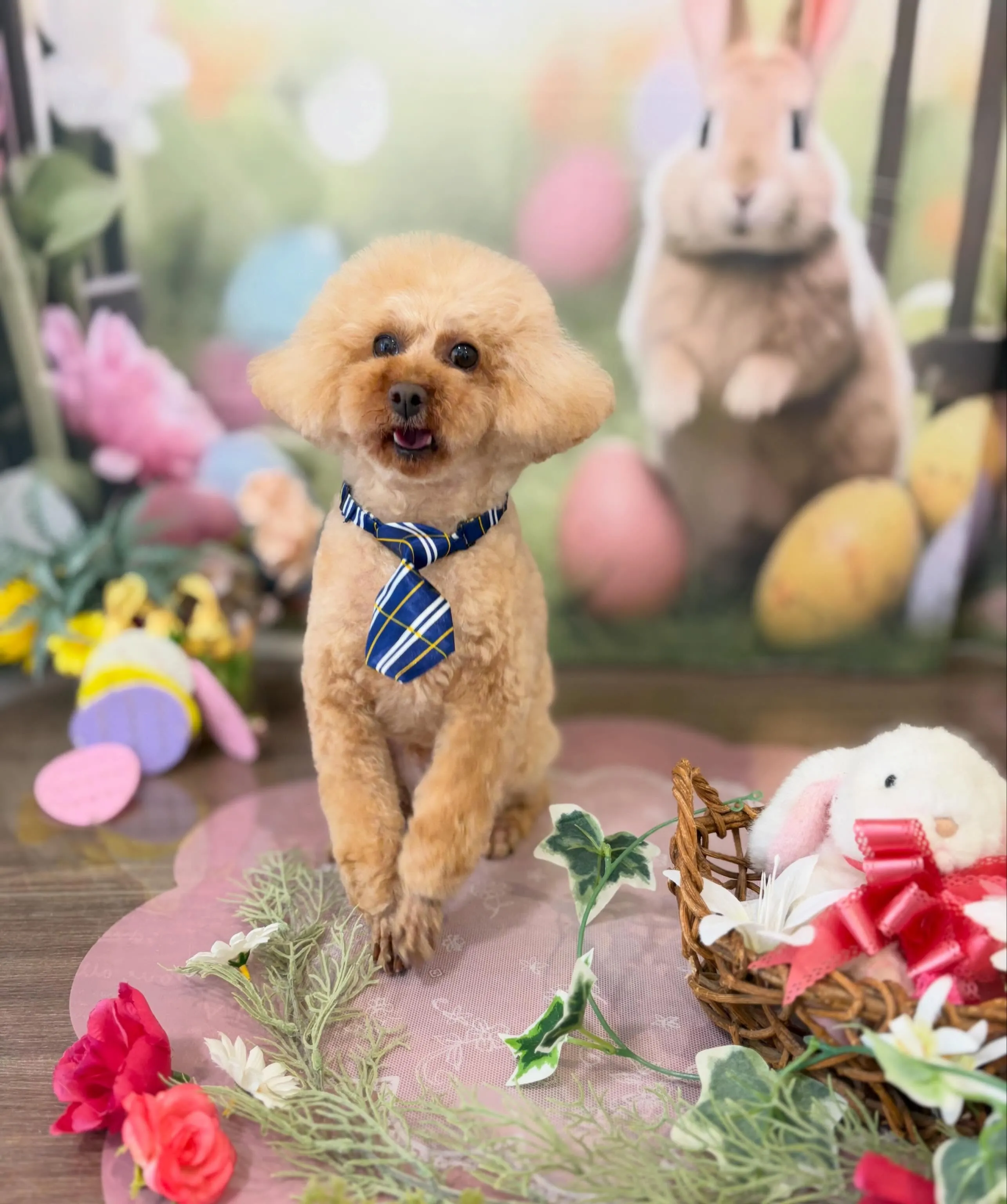 トリミングのセットメニューをご利用頂いたわんこたちです🐾