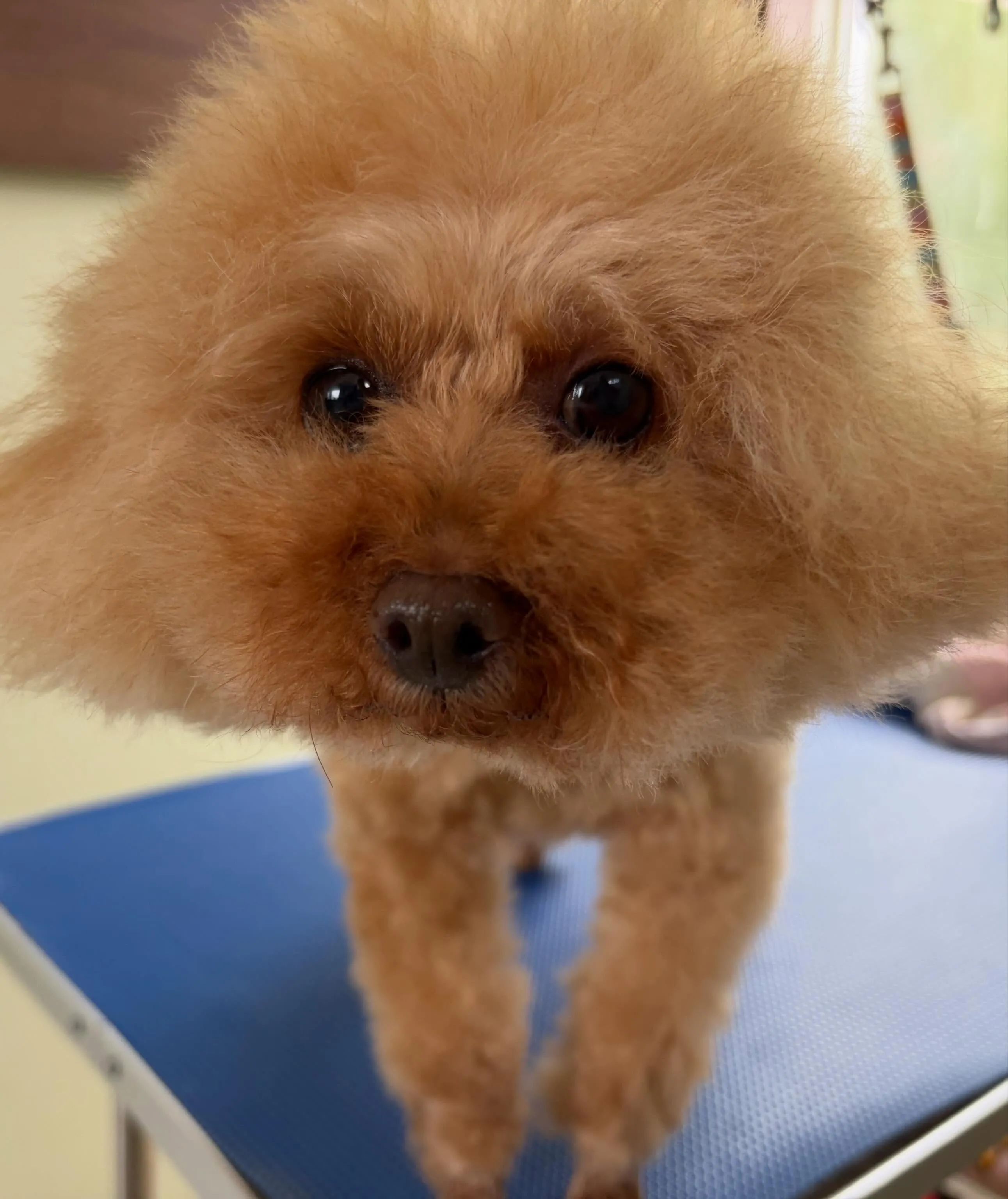 トリミングのセットメニューをご利用頂いたわんこたちです🐾