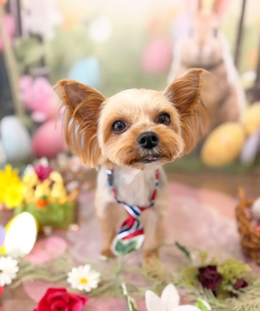 トリミングのセットメニューをご利用頂いたわんこたちです🐾