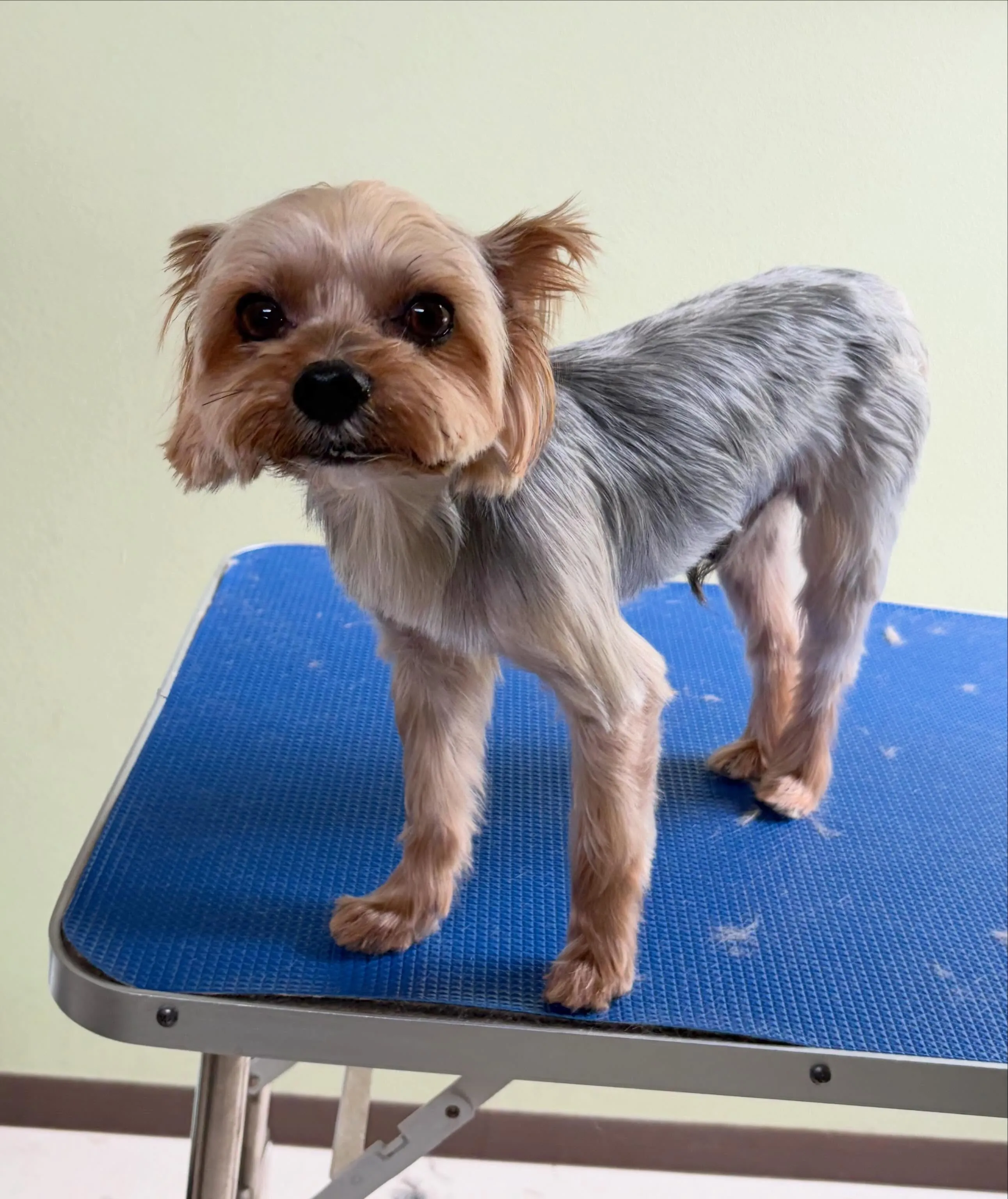 トリミングのセットメニューをご利用頂いたわんこたちです🐾