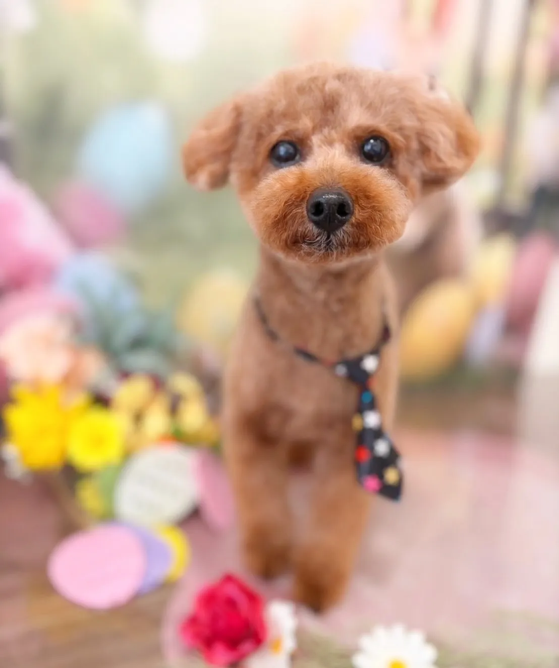 トリミングのセットメニューをご利用頂いたわんこたちです🐾