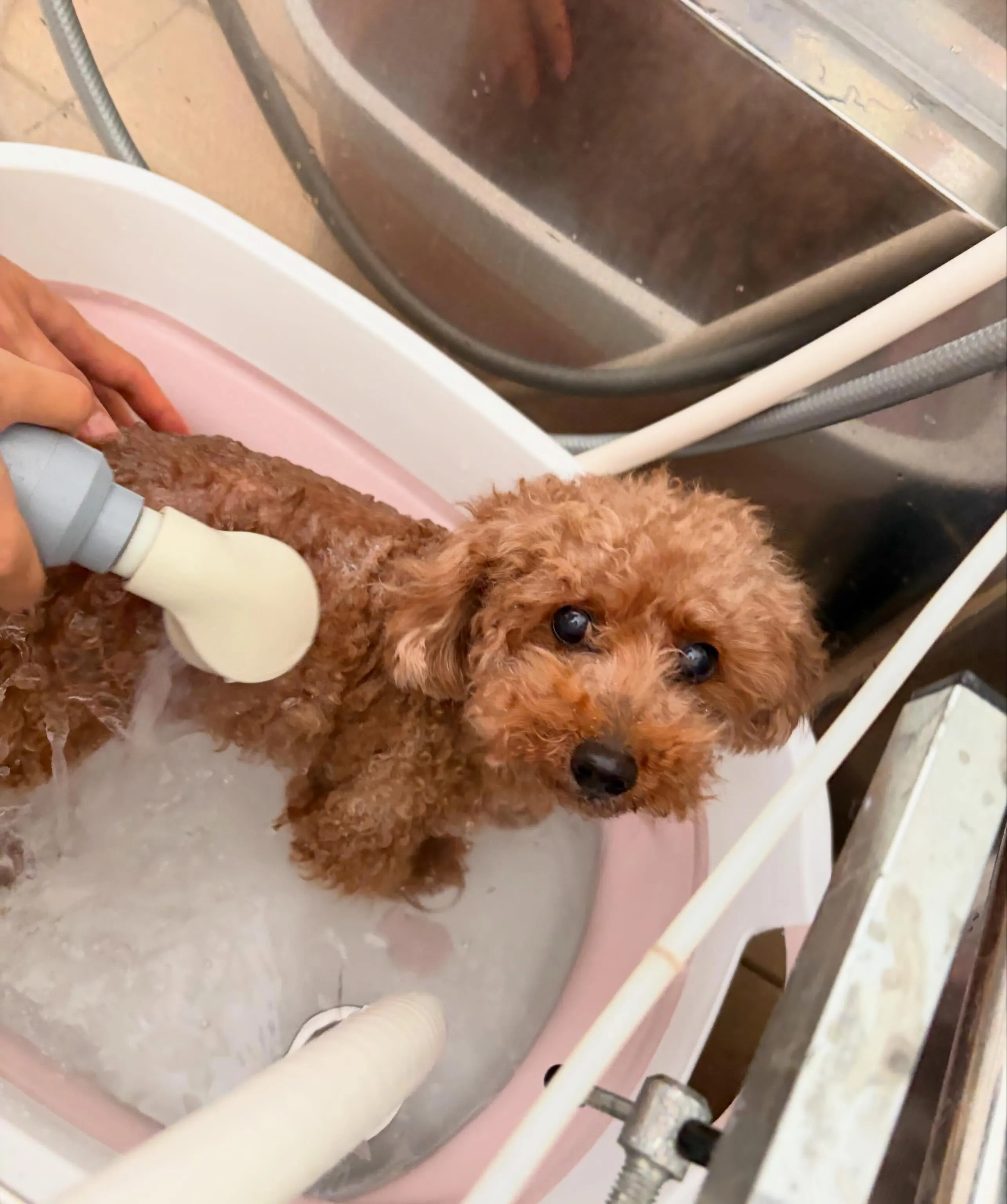 トリミングのセットメニューをご利用頂いたわんこたちです🐾