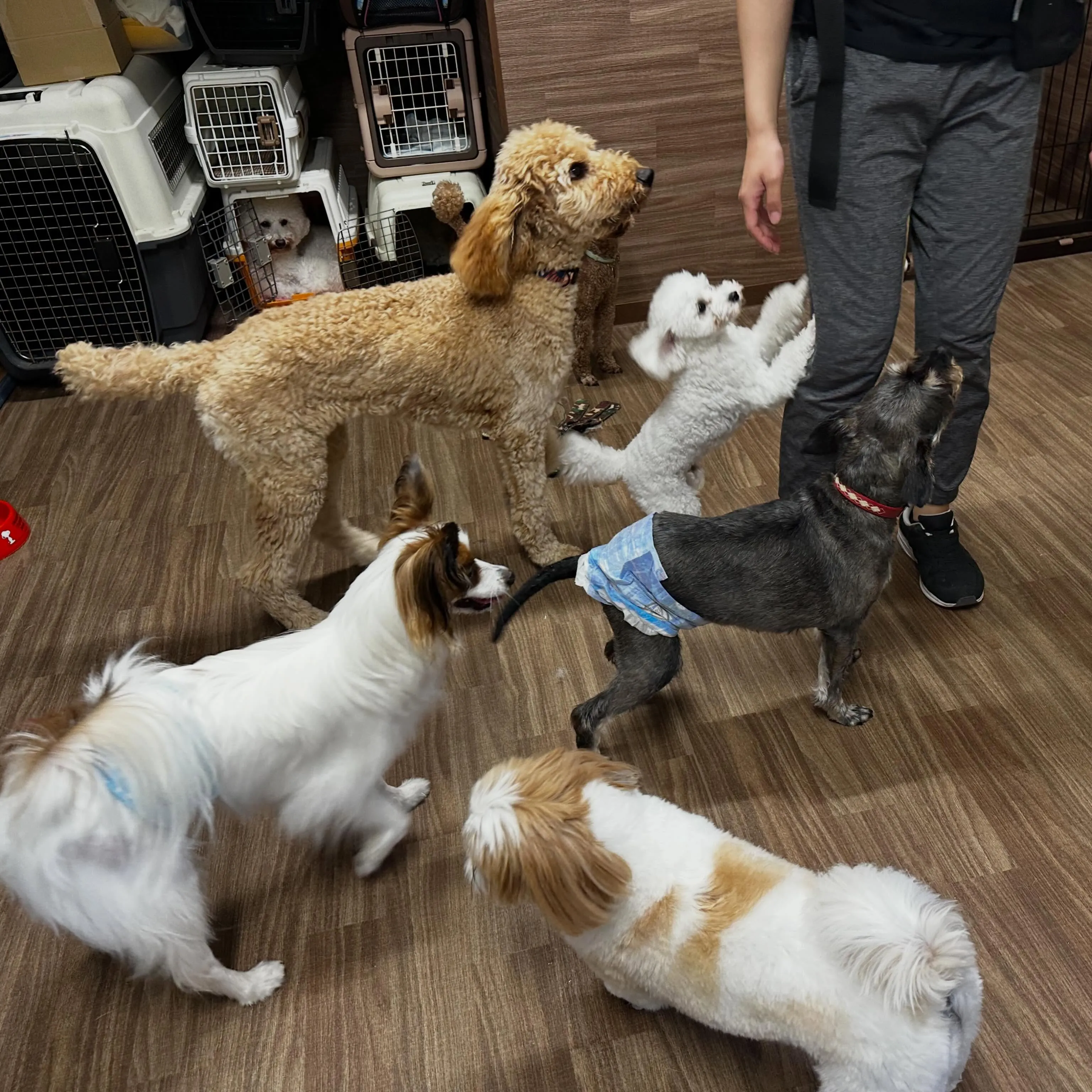 入会してくれたレイちゃんです❣️