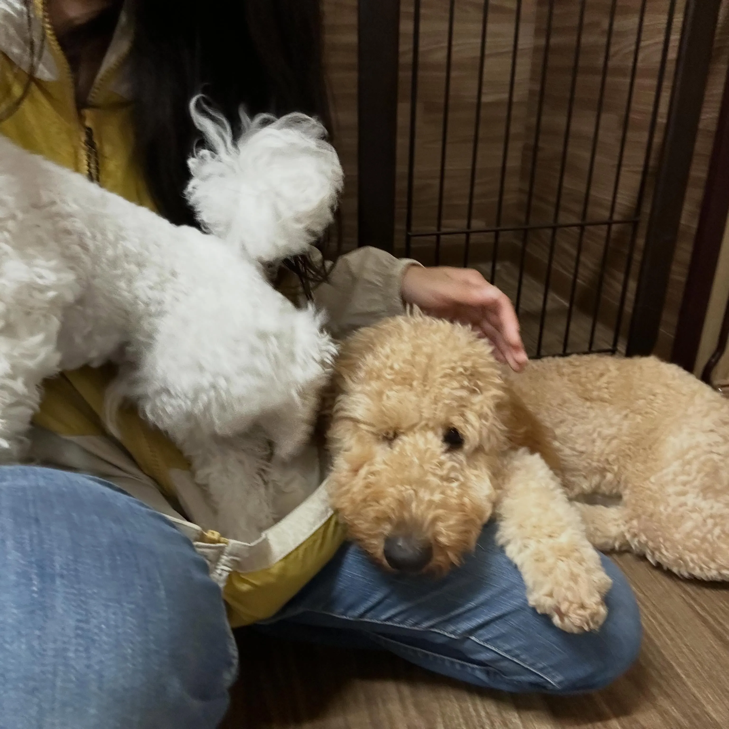 入会してくれたレイちゃんです❣️