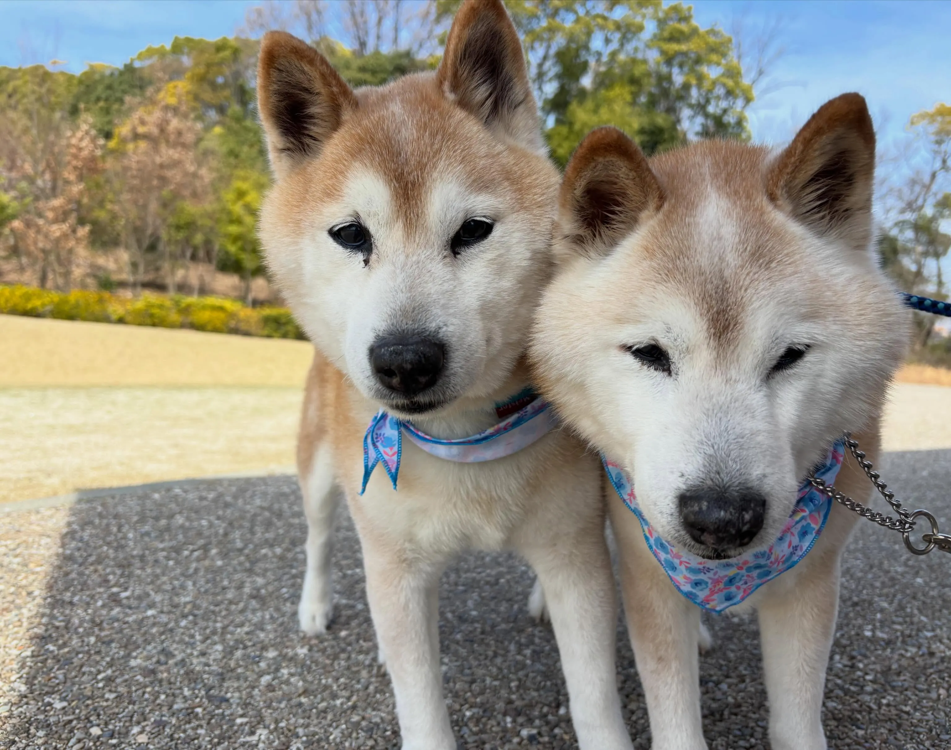 🐶5月のおすすめ商品🐶