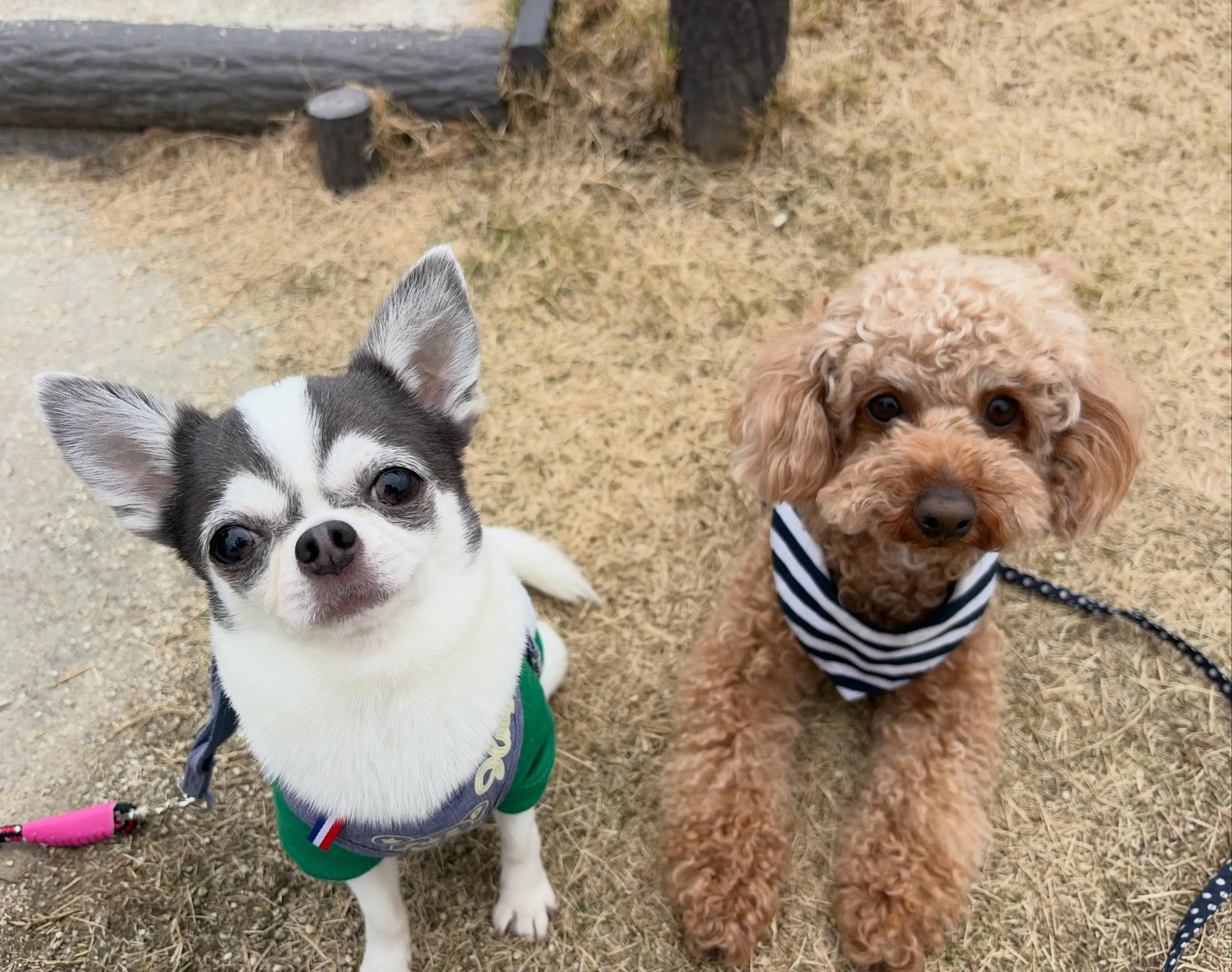 🐶5月のおすすめ商品🐶