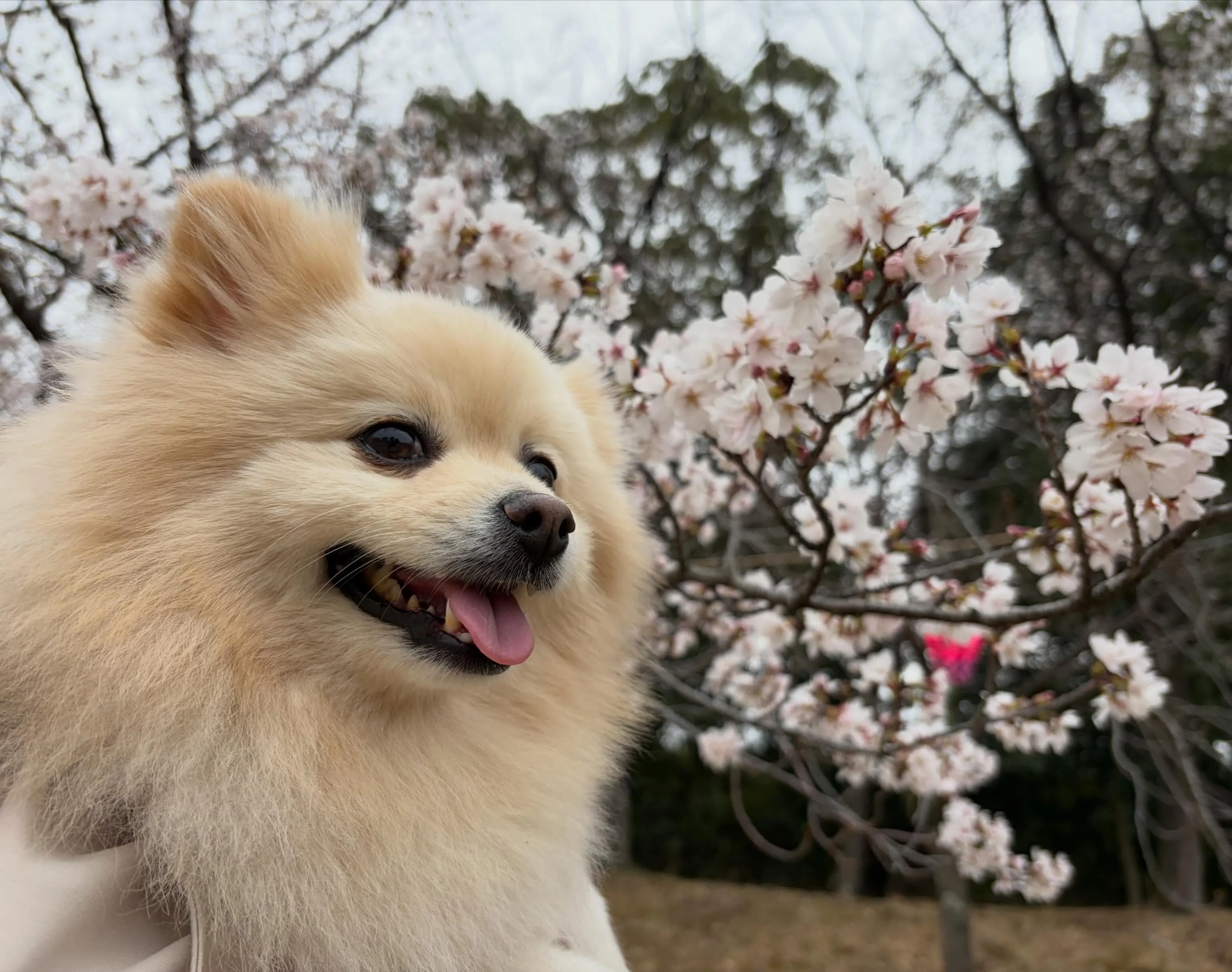 🐶5月のおすすめ商品🐶