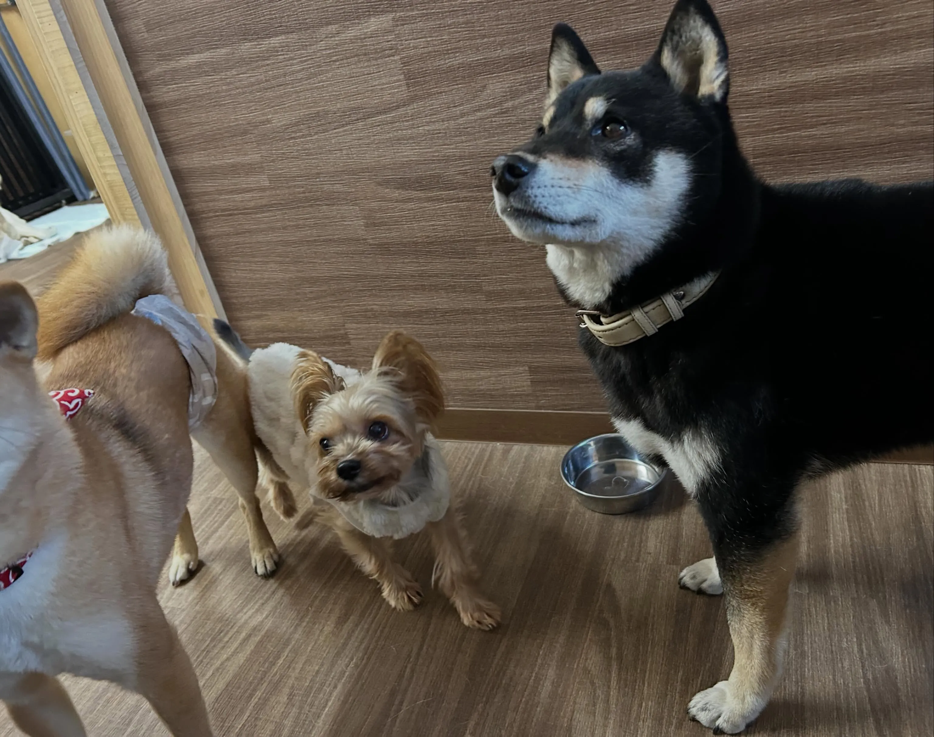 🐶5月のおすすめ商品🐶