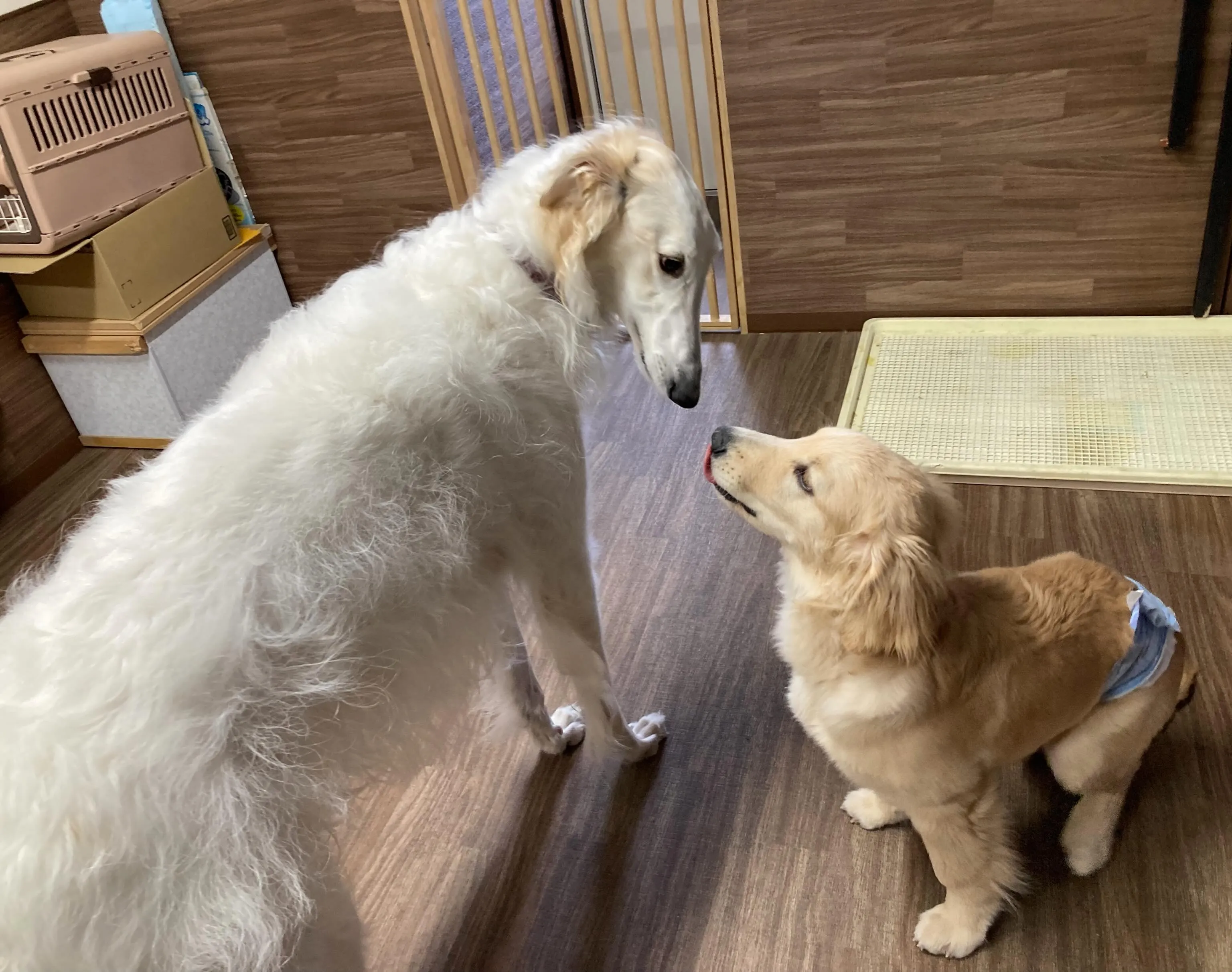 🐶5月のおすすめ商品🐶