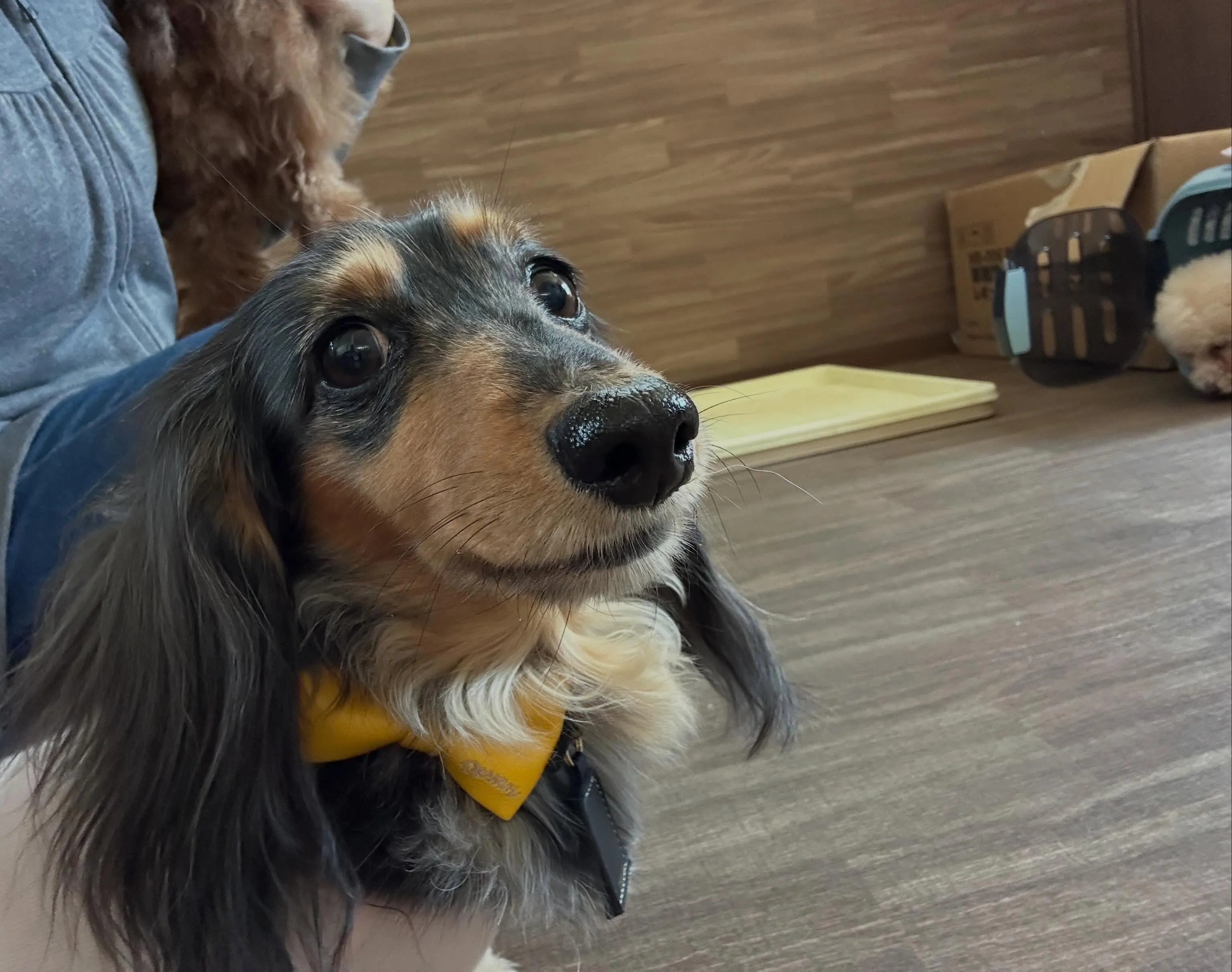 🐶5月のおすすめ商品🐶